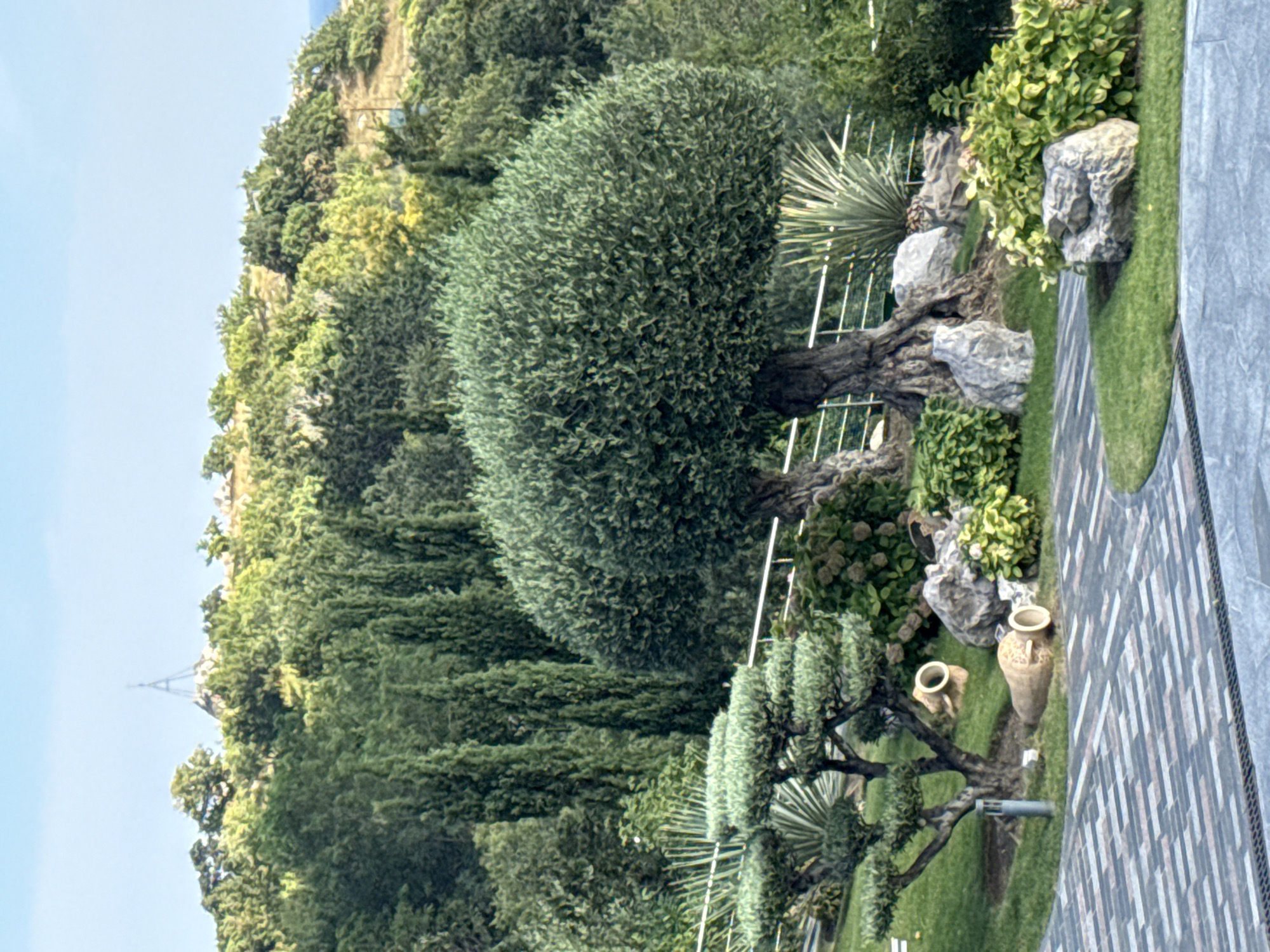 The image depicts a meticulously landscaped garden area, likely within a resort or private estate, located on a hillside with a clear blue sky overhead. In the foreground, a patterned paved walkway curves around a patch of manicured green lawn. Several large, weathered terracotta amphorae are artfully placed on the grass near a bonsai-style tree, which has been pruned into a cloud-like shape. Adjacent to the bonsai, two large, gnarled olive trees dominate the mid-ground, their trunks thick and their canopies full and rounded. They are surrounded by lush green shrubs and interspersed with large, rough-textured grey rocks. A silver railing runs horizontally across the middle ground, separating the garden from the slope behind. Beyond the garden, the hillside is densely covered with a variety of trees, including tall, slender cypress trees and broader, rounded deciduous trees. In the far distance, atop the crest of the hill, a distinctive spire-like structure can be seen, silhouetted against the sky. The overall impression is one of curated natural beauty and tranquility, suggesting a well-maintained outdoor space in a warm climate.