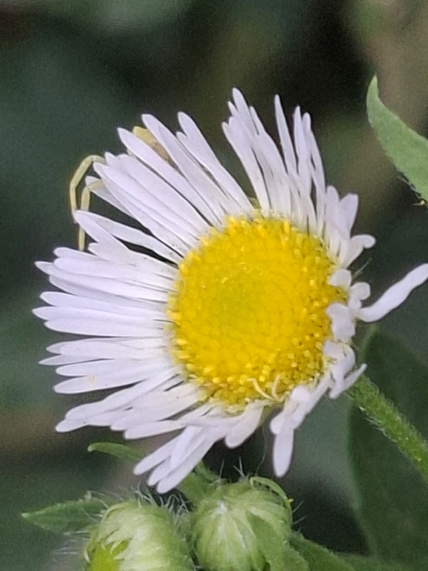 The image is a close-up, macro shot of a single daisy-like flower with white ray florets and a yellow center. The flower is positioned on the right side of the frame, facing left, with a shallow depth of field. The background is a soft, out-of-focus green, suggesting a natural environment. In the lower portion of the image, there are two green flower buds, covered in fine hairs. A thin, pale yellow thread-like object, possibly a spider's silk, extends from behind the flower towards the left. There is no indication of the city of Almaty, Kazakhstan, or any people present in the image.