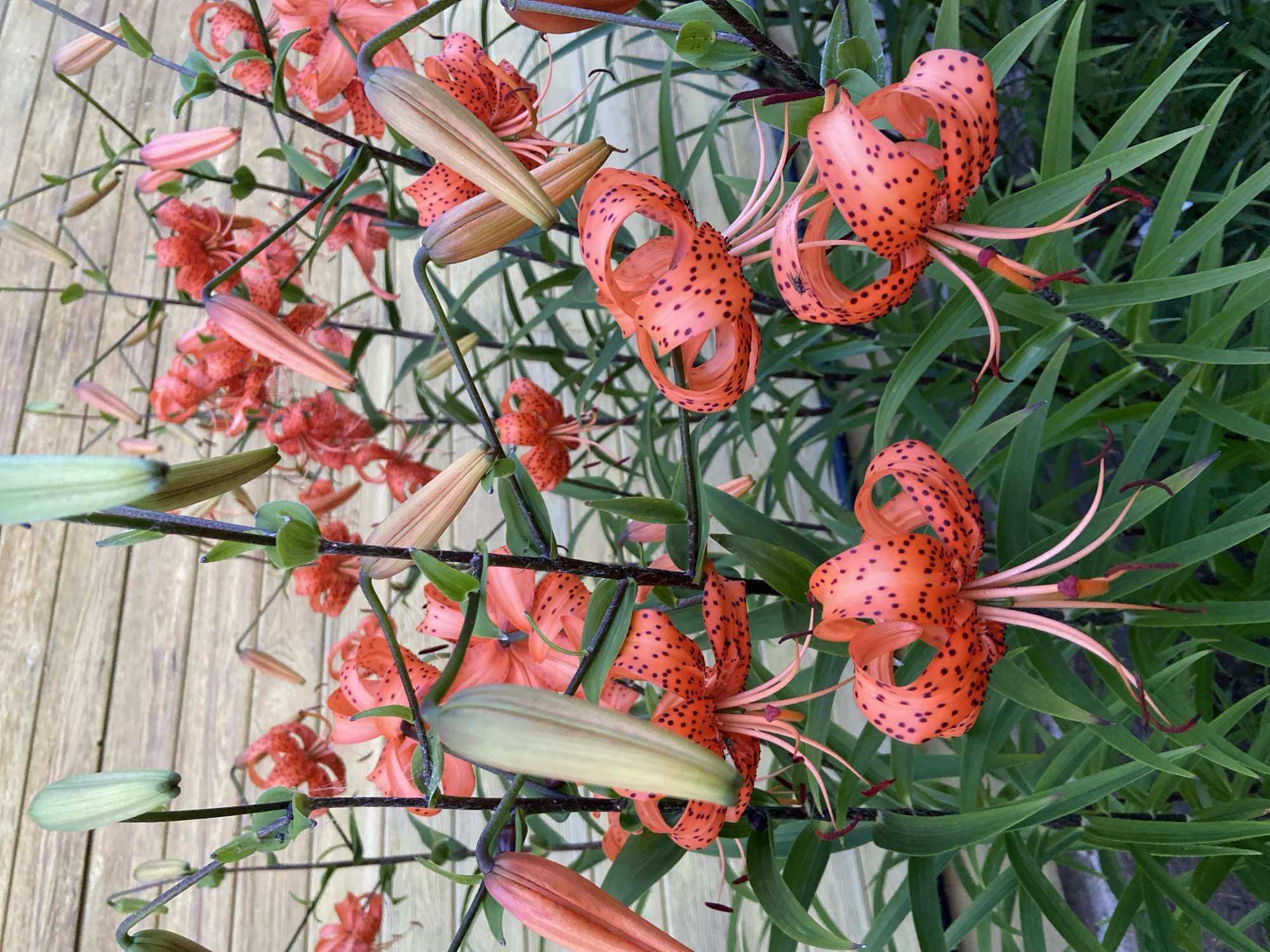 A cluster of vibrant orange tiger lilies with dark speckles bloom against a backdrop of weathered wooden siding. The lilies, some fully open and others in bud, display long, recurved petals and delicate stamens. Lush green foliage surrounds the flowers, creating a dense, naturalistic display. The scene is devoid of human presence, focusing entirely on the botanical subject matter. The wooden siding suggests an outdoor setting, potentially a garden or a wall of a building. The location is Aginskoye, Russia, though no specific landmarks or identifying features within the city are visible. The lighting appears to be natural daylight, casting subtle shadows that highlight the texture and form of the flowers and leaves.