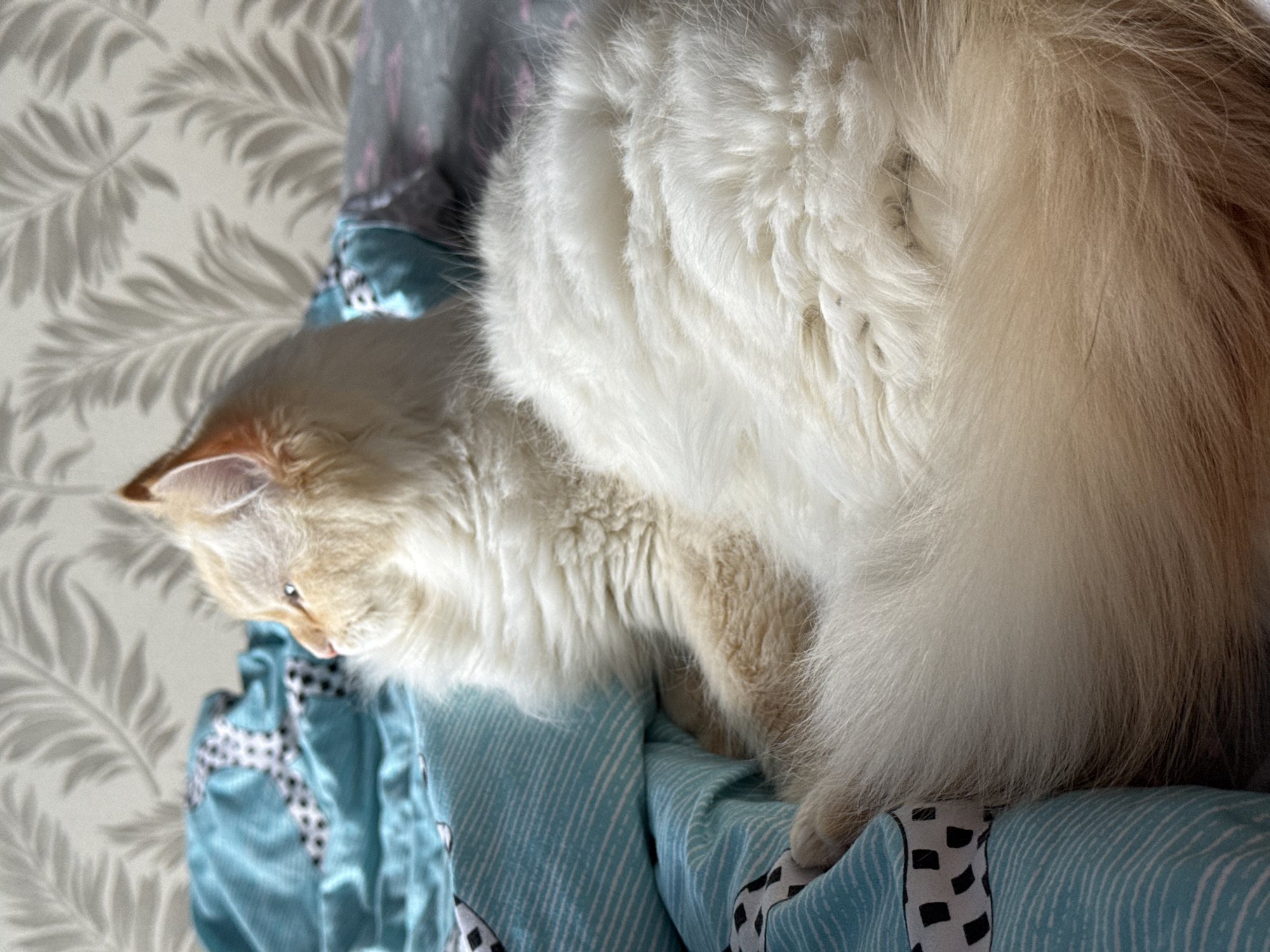 A fluffy, long-haired cat is captured from an overhead perspective, resting on patterned bedding indoors. The cat's fur is predominantly white, with patches of cream or light ginger around its head, ears, and parts of its body and tail, which appears particularly bushy and voluminous. Its head is turned towards the left side of the frame, looking down at the bedding with a calm expression.
The cat is positioned on a light blue blanket or duvet cover, which features a subtle striped pattern in some areas and a bold, black-and-white geometric design in others. Below the cat's head, the blanket shows signs of being rumpled or gathered. In the upper left portion of the image and behind the cat's head, a light-colored wall or wallpaper is visible, adorned with a delicate, light grey leaf or fern pattern. Bright natural light illuminates the scene, casting subtle shadows from the wall pattern and highlighting the softness and texture of the cat's fur. The overall setting suggests a comfortable, domestic environment, likely a bedroom or living space. There is no visible text in the image.