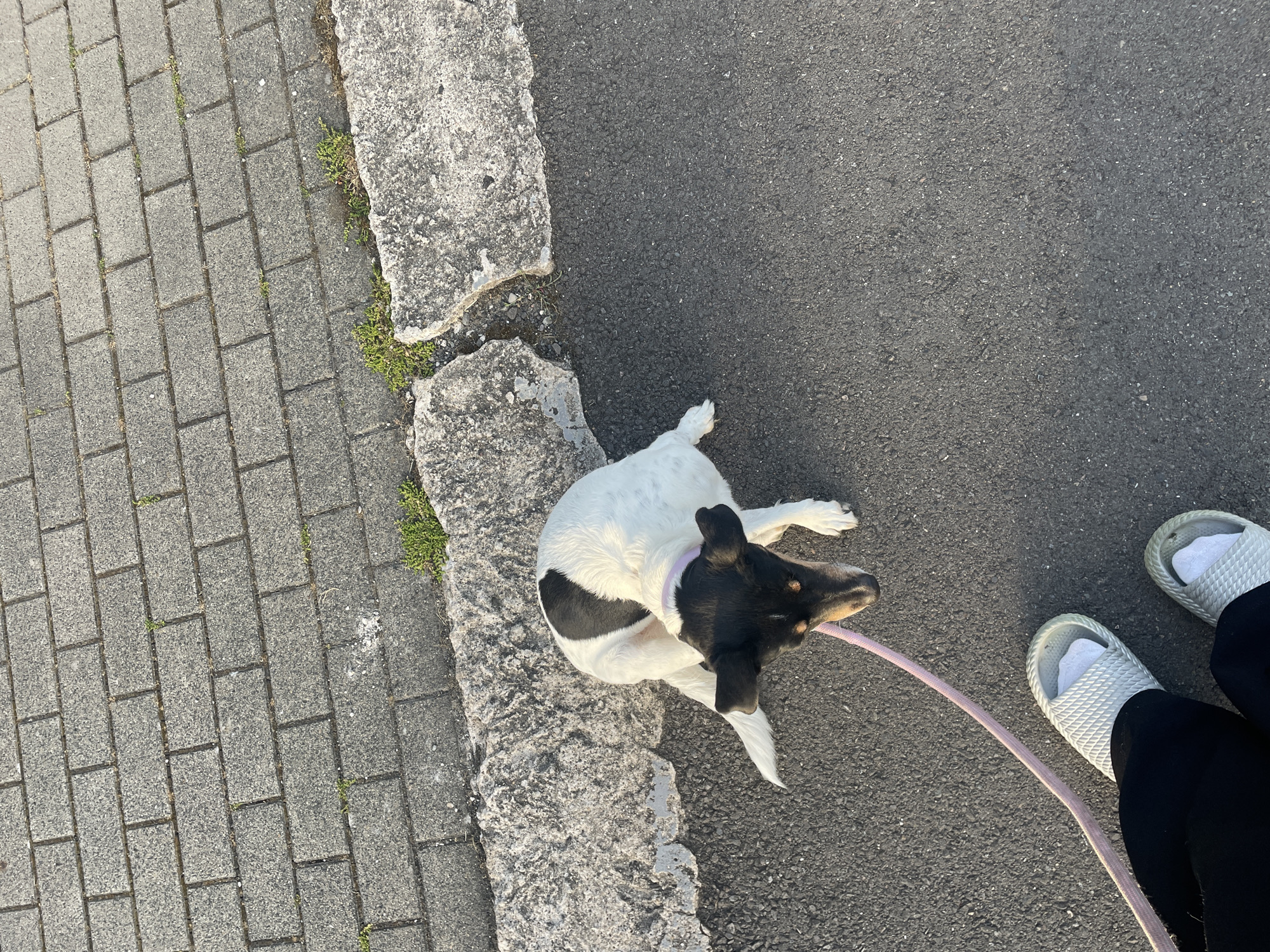 A small, black and white dog is on a pink leash, standing on asphalt next to a concrete curb. The dog is looking down. The perspective is from above, looking down at the dog and the ground. The ground is made of grey paving stones and asphalt. There are small green plants growing in the cracks between the paving stones and on the curb. The scene is outdoors.