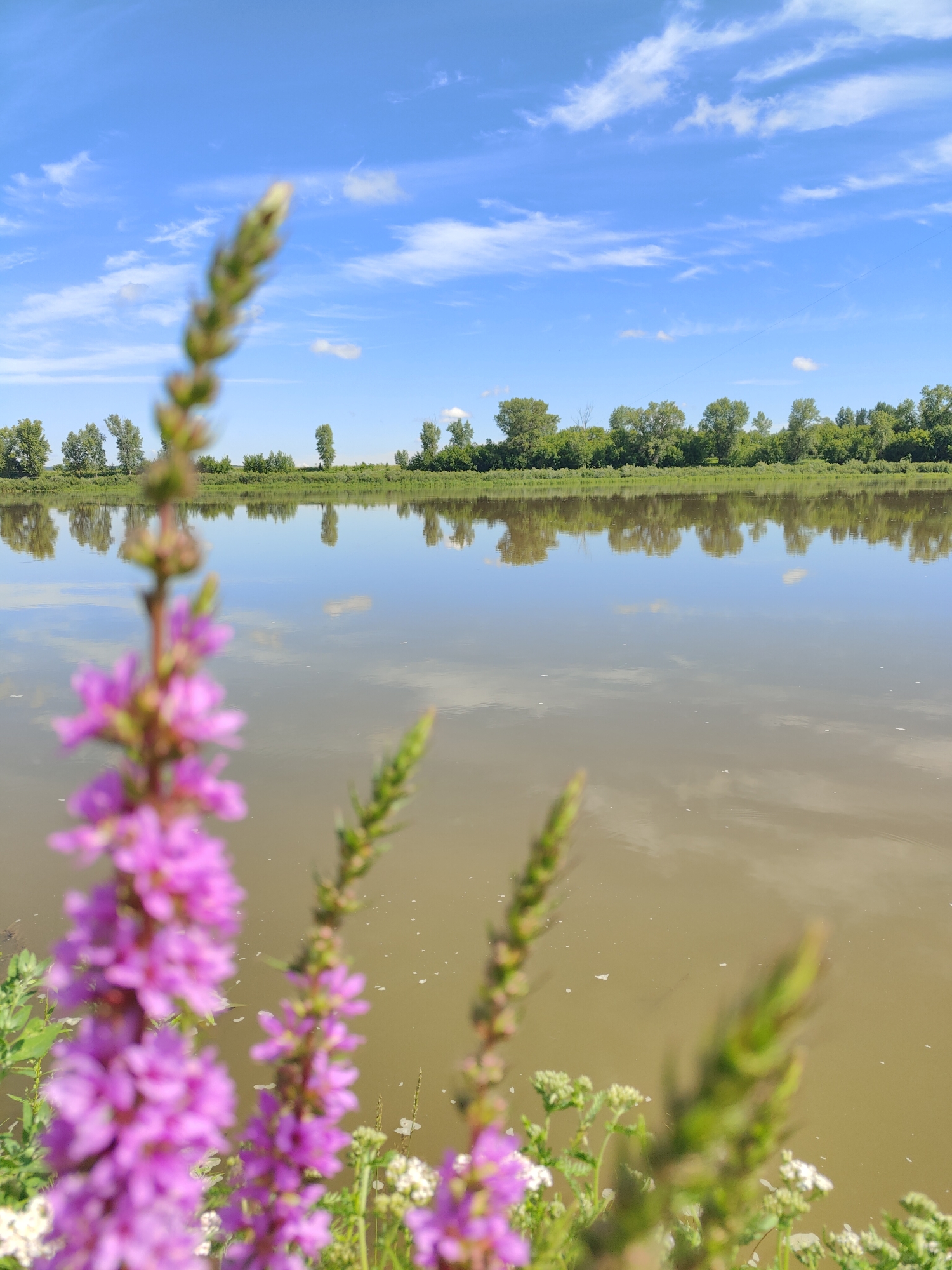 A sunny, bright blue sky with scattered white clouds is reflected in a wide, murky body of water. The water's edge is lined with a dense green forest of trees, which are also reflected in the water, creating a mirror image. In the foreground, out of focus, are several stalks of bright pink flowers with green leaves. A thin wire or string runs diagonally across the upper right portion of the sky.