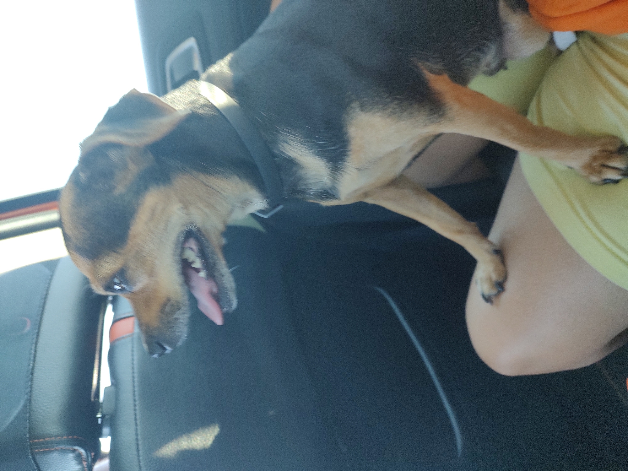 The image shows a medium shot of a small dog, likely a terrier mix, in a car. The dog is looking down and to the left, with its mouth open and tongue hanging out. It appears to be panting or excited. The dog is wearing a dark collar.
The setting is inside a car, with black leather seats visible in the foreground. A person's arm, wearing a yellow shirt, is visible on the right side of the image, suggesting the dog is with its owner. The car appears to be in motion, or has recently been stopped, as the dog's position is dynamic and suggests movement.
The lighting suggests it is daytime, possibly sunny, with bright light coming from the left, possibly through a car window. There are no visible text elements in the image. The overall mood is casual and possibly adventurous, given the dog's relaxed and happy posture in what appears to be a vehicle. The location is identified as Kochmar, Bulgaria.