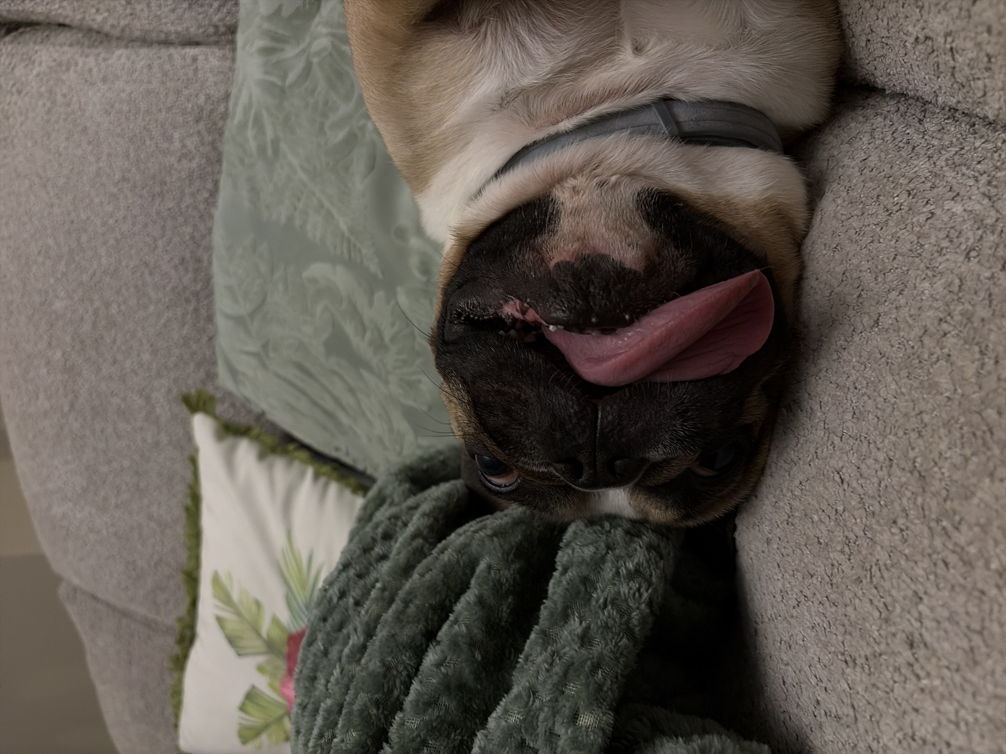 A close-up, vertical photograph captures a fawn-colored pug dog resting in a relaxed and slightly comical pose, appearing upside down on a sofa in Sofia, Bulgaria. The dog's head is inverted, with its black snout and part of its face prominently featured, and a long, pink tongue extended out of its mouth. A grey collar is visible around its neck. Its eyes are partially seen, conveying a sense of deep relaxation or sleep.
The pug is surrounded by various soft furnishings. To the upper left of the dog's head is a light green cushion with a subtle embossed pattern. Below it, a smaller white square pillow with green frilly edges features a vibrant pattern of green leaves and a pink flower. A dark green, plush, and textured blanket or throw is draped over the couch, partially obscuring the dog's body and adding to the cozy atmosphere. The dog is positioned against or on a grey, textured sofa, which fills much of the background. The overall scene suggests a comfortable indoor setting, likely a living room, with a peaceful and domestic mood. No text is visible in the image.
