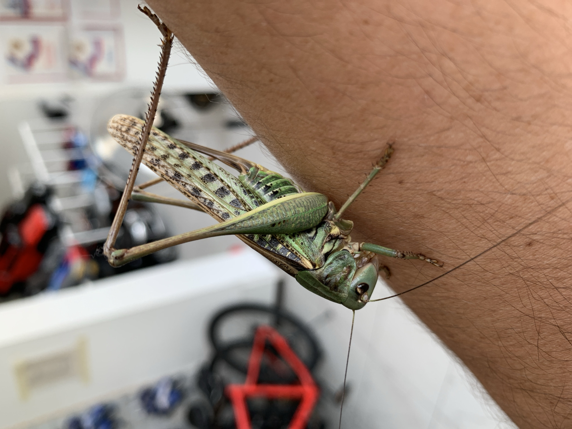 The image shows a close-up view of a large green grasshopper perched on a person's arm. The grasshopper is positioned in the center of the frame, with its body angled towards the left. Its legs are extended, with the hind legs appearing particularly strong and spiny. The grasshopper's wings are folded, revealing a patterned texture. The person's arm is visible in the foreground and mid-ground, showing skin texture and fine hairs. The background is blurred, but suggests an indoor or semi-outdoor environment with some objects that appear to be bicycles and possibly shelving units. The lighting is bright, indicating daytime. There is no specific information about the location in the city of Kropotkin, Russia, that can be determined from the visual content of the image.