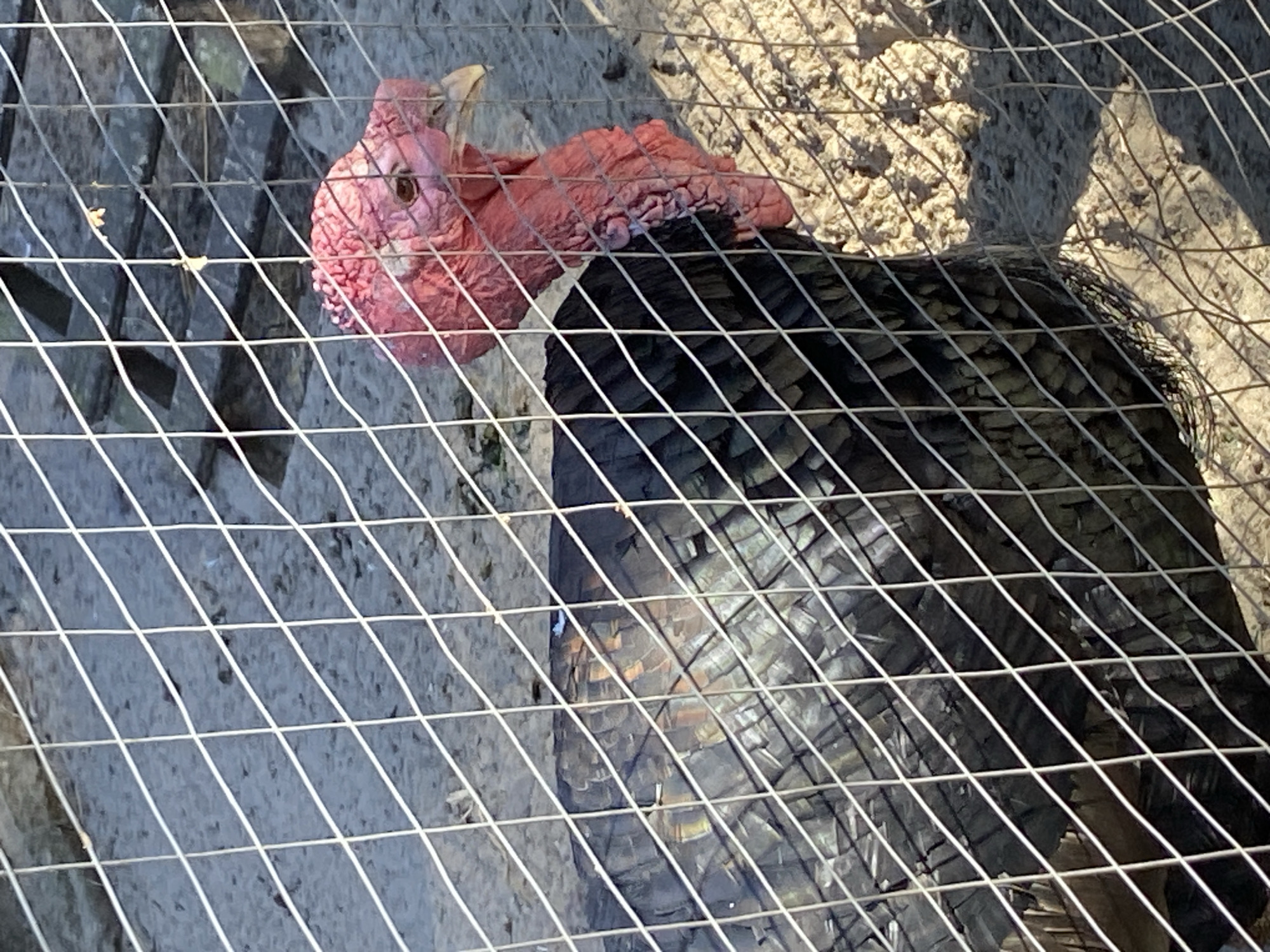 A turkey is partially visible behind a wire fence. The turkey has dark iridescent feathers and a pink head and neck. The ground appears to be sand or dirt, with some scattered debris. The scene is outdoors, likely in an enclosure or farm setting. There is no indication of the location being in Kyiv, Ukraine.