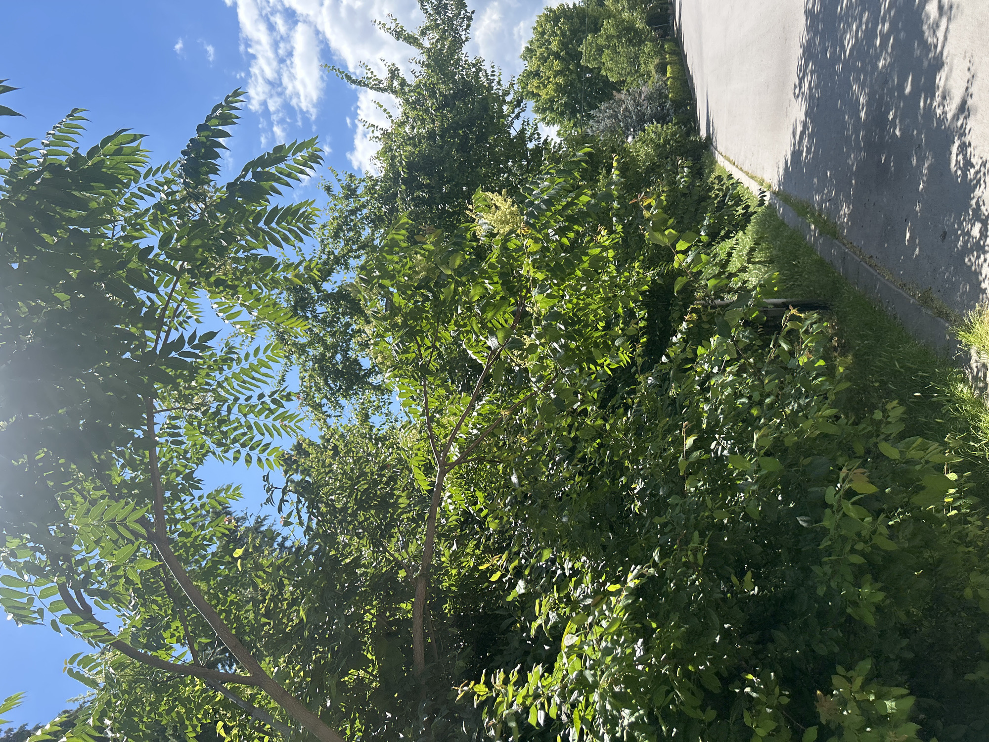 This media file is a photograph taken outdoors on a sunny day. The scene depicts lush green foliage of trees and bushes, with a clear blue sky dotted with white, fluffy clouds in the upper left portion of the image. A paved surface, likely a driveway or sidewalk, is visible on the right side of the frame, casting dappled shadows from the leaves above onto it. The vegetation appears healthy and vibrant, suggesting a warm season. The lighting indicates it is daytime, likely late morning or early afternoon, given the bright sunlight and distinct shadows. There is no text visible in the image. The overall impression is one of a pleasant, verdant outdoor setting.