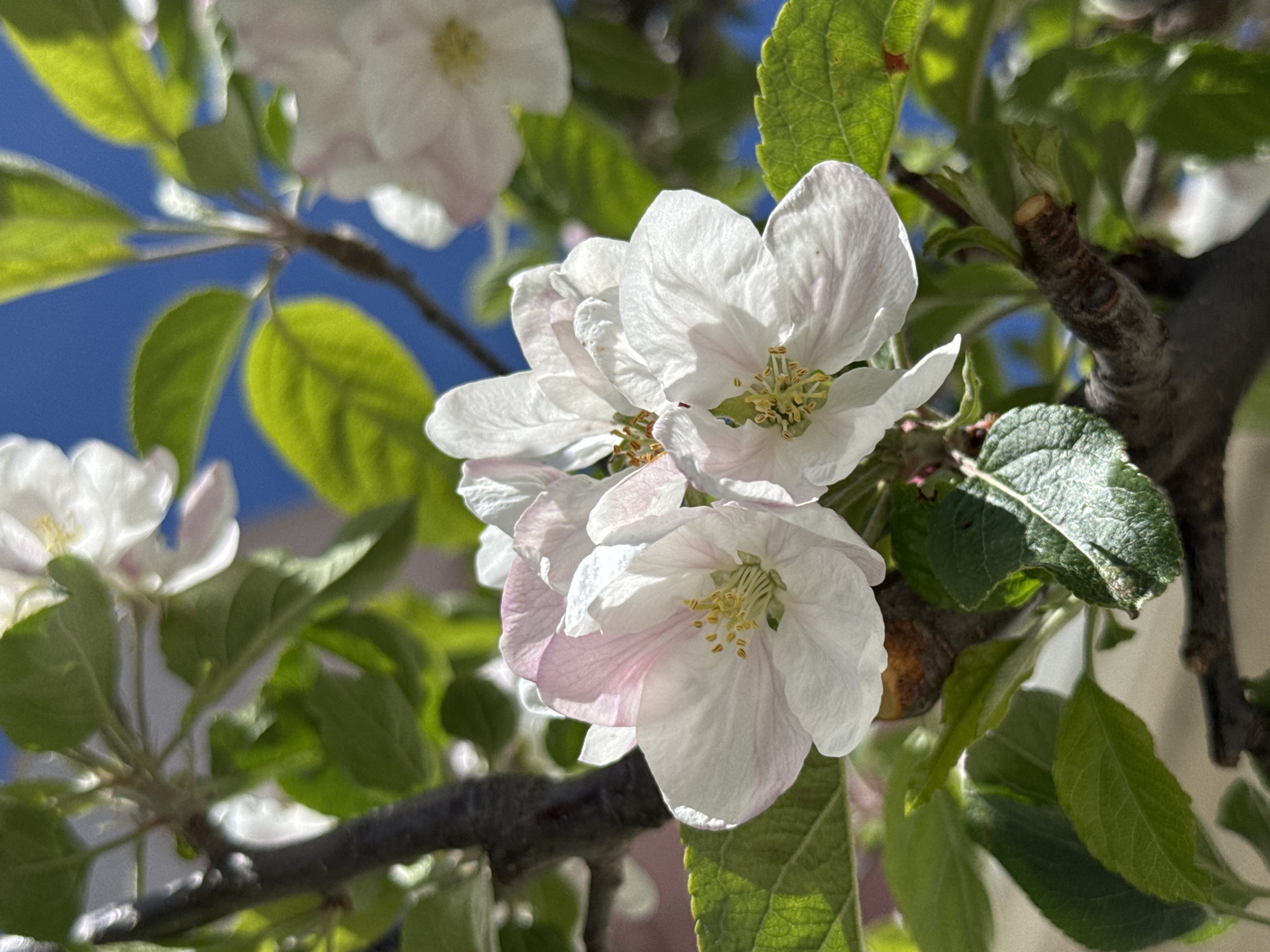 The image shows apple blossoms on a tree branch, set against a blue sky and green leaves. The petals are primarily white with a slight pink hue. The location is not discernible from the image alone and cannot be confirmed as Çolpon-Ata, Kyrgyzstan without additional information.
