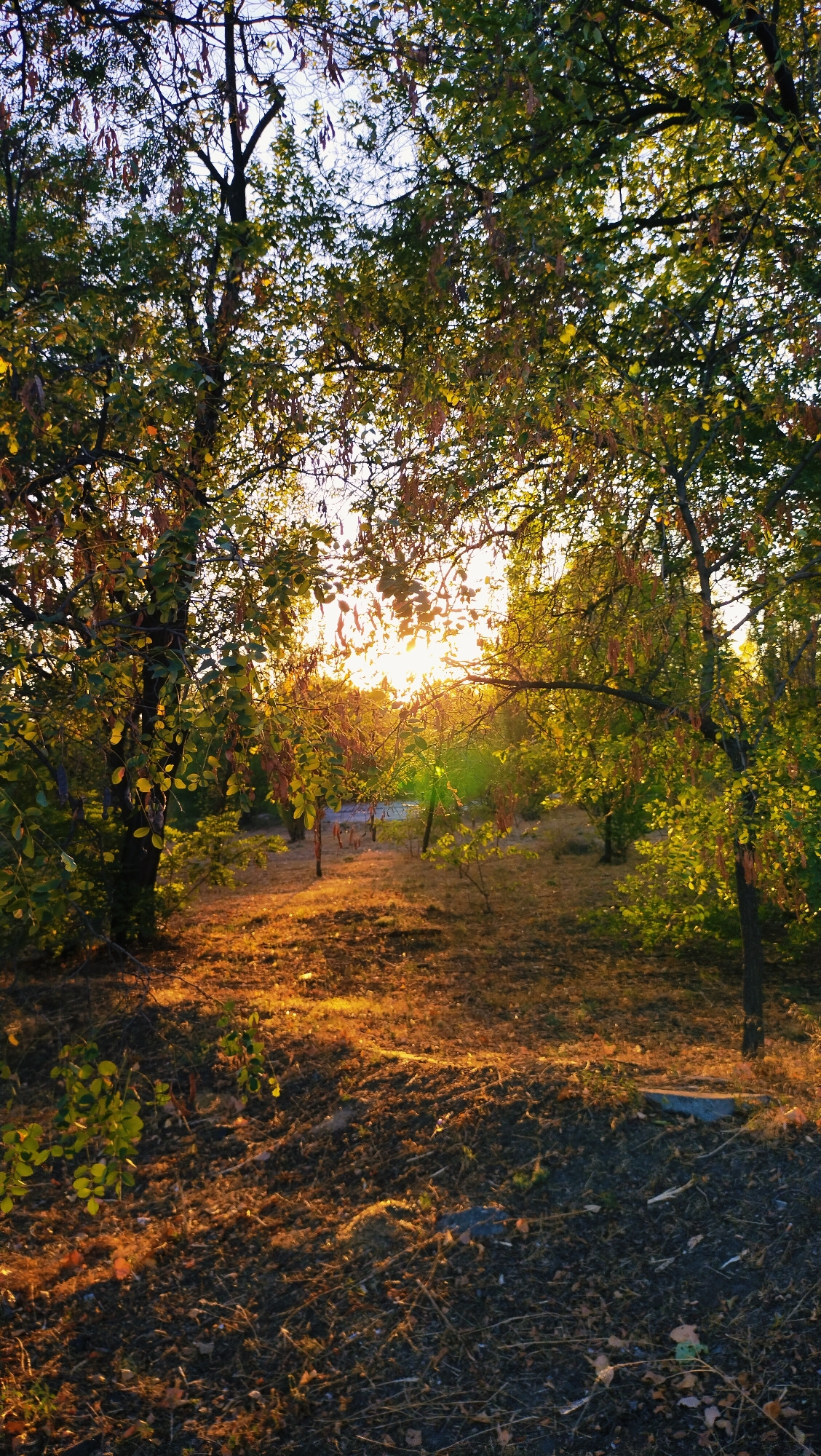 The image depicts a sun-dappled forest clearing, likely in the city of Horishni Plavni, Ukraine, as suggested by the context provided. The setting is characterized by lush trees with green and yellowing leaves, indicative of autumn, with long shadows cast by the low-lying sun. The ground is covered in dry leaves and sparse vegetation. In the mid-ground, there is a hint of a dirt path or clearing, and a faint, indistinct shape that might be a fallen tree or a weathered object. The overall ambiance is serene and natural, illuminated by the warm glow of the late afternoon sun breaking through the canopy.