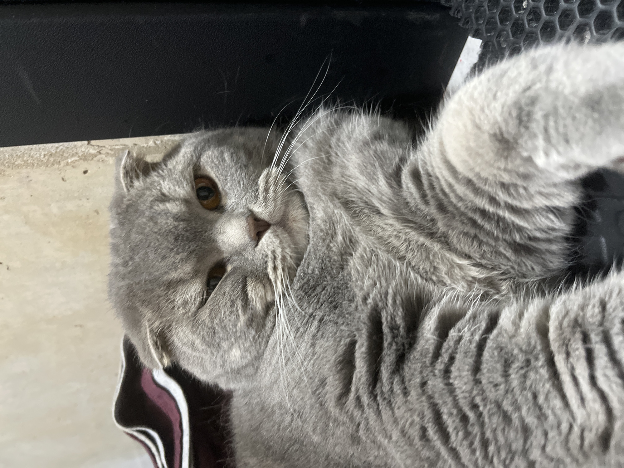 The image shows a gray Scottish Fold cat lying down. The cat has amber eyes and is facing the camera. Its fur is dense and patterned with darker gray stripes. The cat is lying on a striped fabric with maroon, white, and black lines. In the background, there is a beige surface and a black object above it. The background appears to be indoors, but the location is otherwise unidentifiable based on the visual information. The city of Chaikovsky, Russia, cannot be confirmed or denied based on the image.
