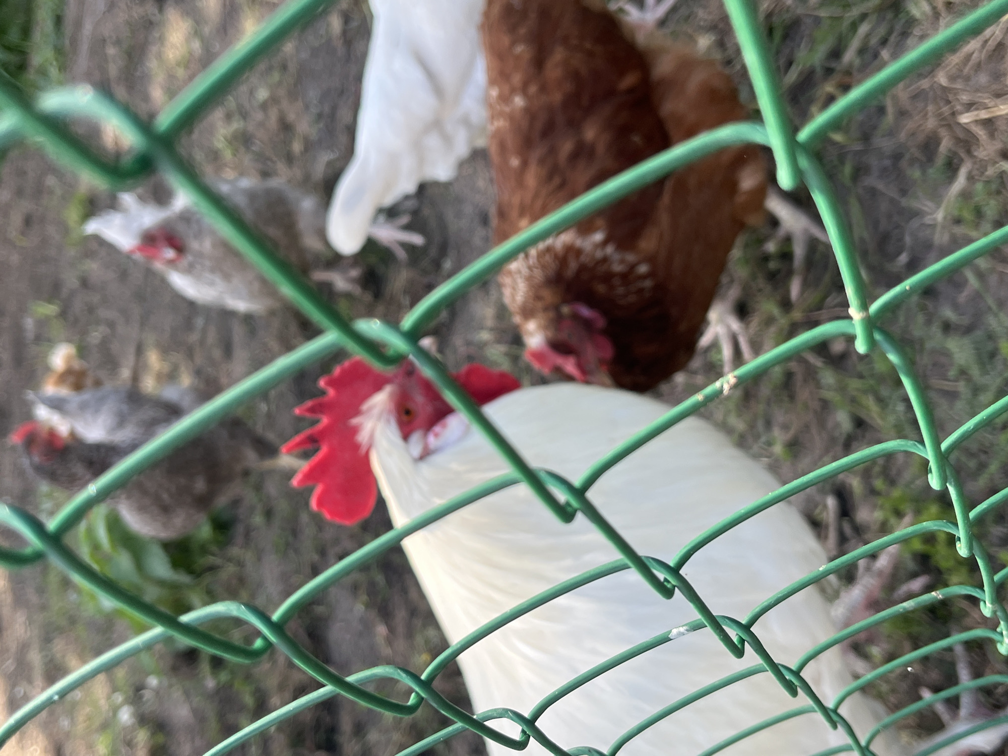 The image captures a group of chickens inside an outdoor enclosure, viewed through a green wire mesh fence. In the immediate foreground, a large white chicken or rooster is prominent, its head with a vivid red comb and wattle partially visible behind the blurred green wires. Further back and slightly to the right, a brown chicken with a smaller red comb is also seen, looking downwards. In the background, two smaller, greyish chickens are discernible amidst the sparse ground cover of dirt and some dry grass.
The fence itself is sharply green and out of focus, creating a bokeh effect that frames the subjects. The ground within the enclosure appears to be dry soil with some patches of vegetation. The lighting suggests it is daytime, possibly sunny, given the soft shadows and bright highlights on the chickens' feathers. No specific activity is taking place beyond the chickens roaming in their space. The photograph is taken from a slightly elevated perspective, looking down into the enclosure. There is no visible text. The scene depicts a typical farm or backyard setting for poultry, consistent with a rural or semi-rural area like Новая Тура, Russia.