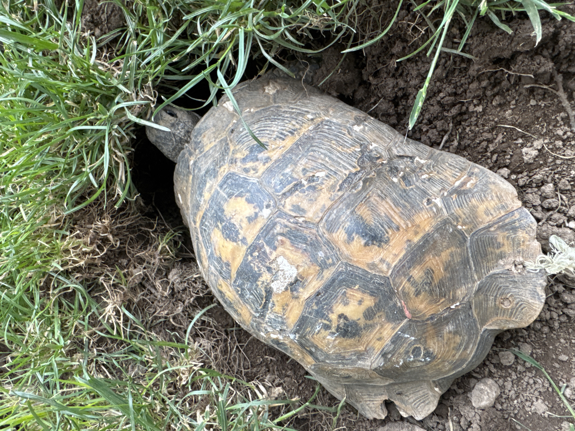 A top-down, slightly angled close-up shot shows a tortoise with a brown and black patterned shell partially entering a dark burrow. The tortoise is positioned in the lower center and right of the frame, with its head and front legs entering the burrow, which is obscured by lush green grass and dark soil in the upper center of the image. The ground surrounding the tortoise is a mixture of dark, moist soil with visible roots and small pebbles. The grass is dense and green, with some dry blades mixed in, suggesting a natural outdoor environment. The lighting appears to be natural daylight, casting soft shadows. The image was taken in Verinsko, Bulgaria.