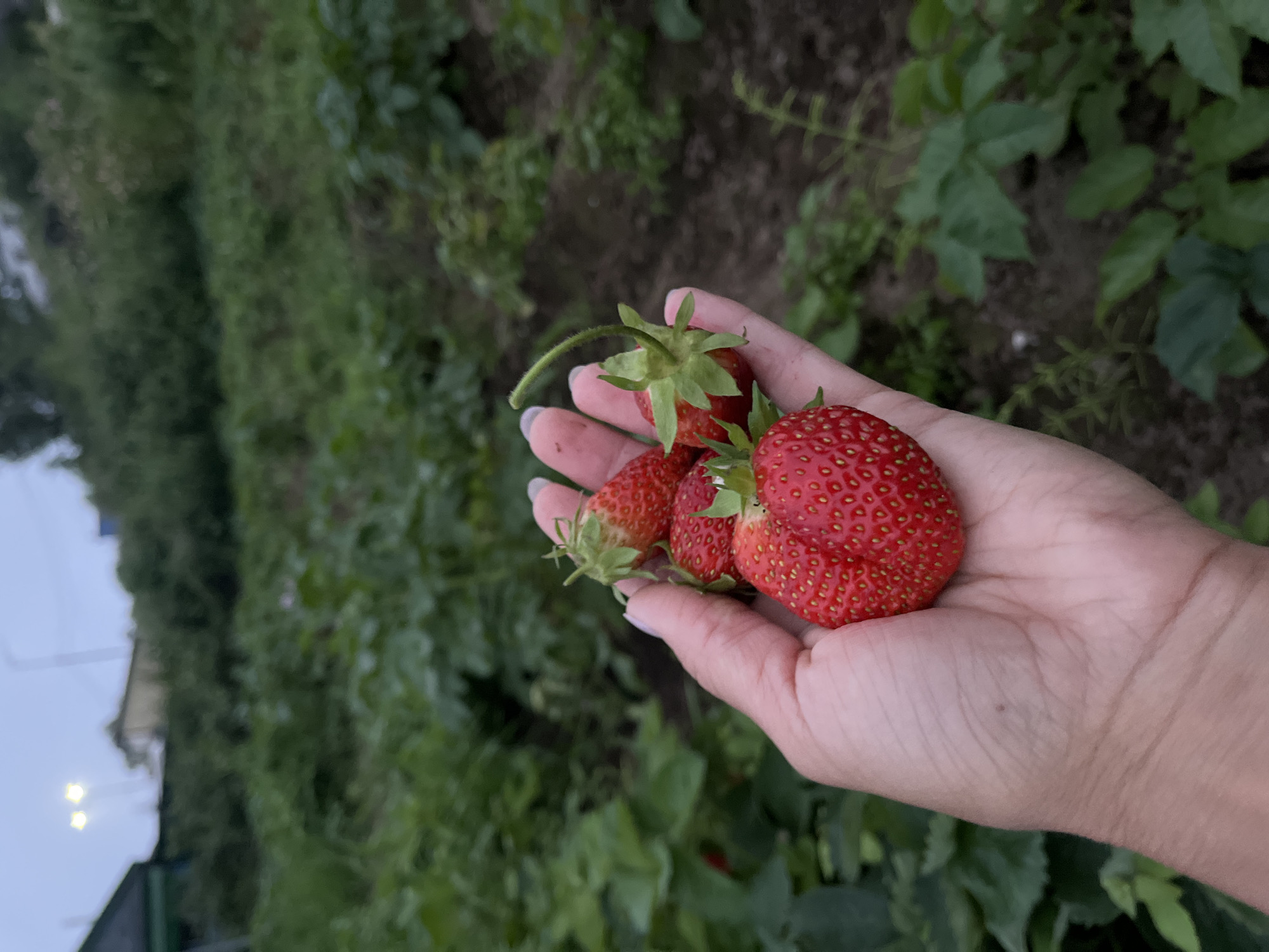 A close-up, first-person perspective shot shows a hand holding several ripe strawberries in what appears to be a garden or field. The strawberries are bright red with visible seeds, and some still have green stems and calyxes attached. The hand is light-skinned, with manicured fingernails painted a light color. The background is blurred, showing green foliage and dark soil, indicative of a farm or garden setting. Above the foliage, a hint of a structure and some streetlights are visible, suggesting an outdoor, possibly rural or semi-urban environment. The scene is likely located in Petropavlovsk-Kamchatsky, Russia, given the user's prompt.