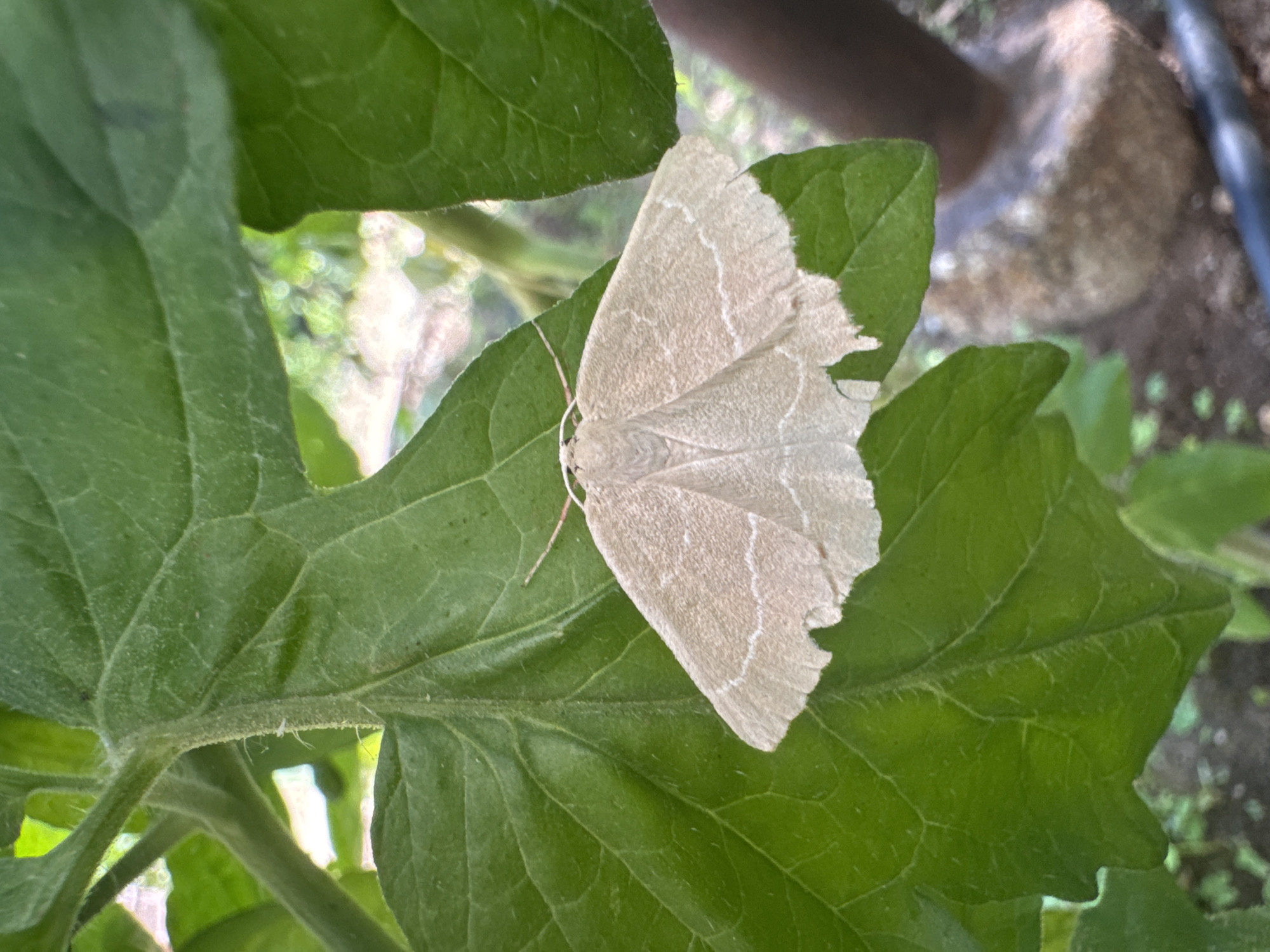 The image shows a light brown moth resting on a vibrant green leaf. The moth's wings are fanned out, displaying delicate, pale markings that resemble a network of fine lines. The leaf itself is large and textured, with prominent veins and a slightly fuzzy surface. The moth is positioned centrally on the leaf, with its body and antennae clearly visible. The background is softly blurred, suggesting an outdoor setting with natural light. Hints of other foliage and possibly some soil or ground are visible in the background, indicating a garden or natural environment. A dark, vertical object, possibly a pipe or a plant stem, is partially visible on the right side of the frame. Another blurred object, appearing light brown and textured, is present further in the background, and a dark, human-like limb is also discernible. The overall impression is one of a still moment captured in nature, likely during daylight hours given the brightness and natural lighting. No text is visible in the image. The location is specified as Belashtitsa, Bulgaria.