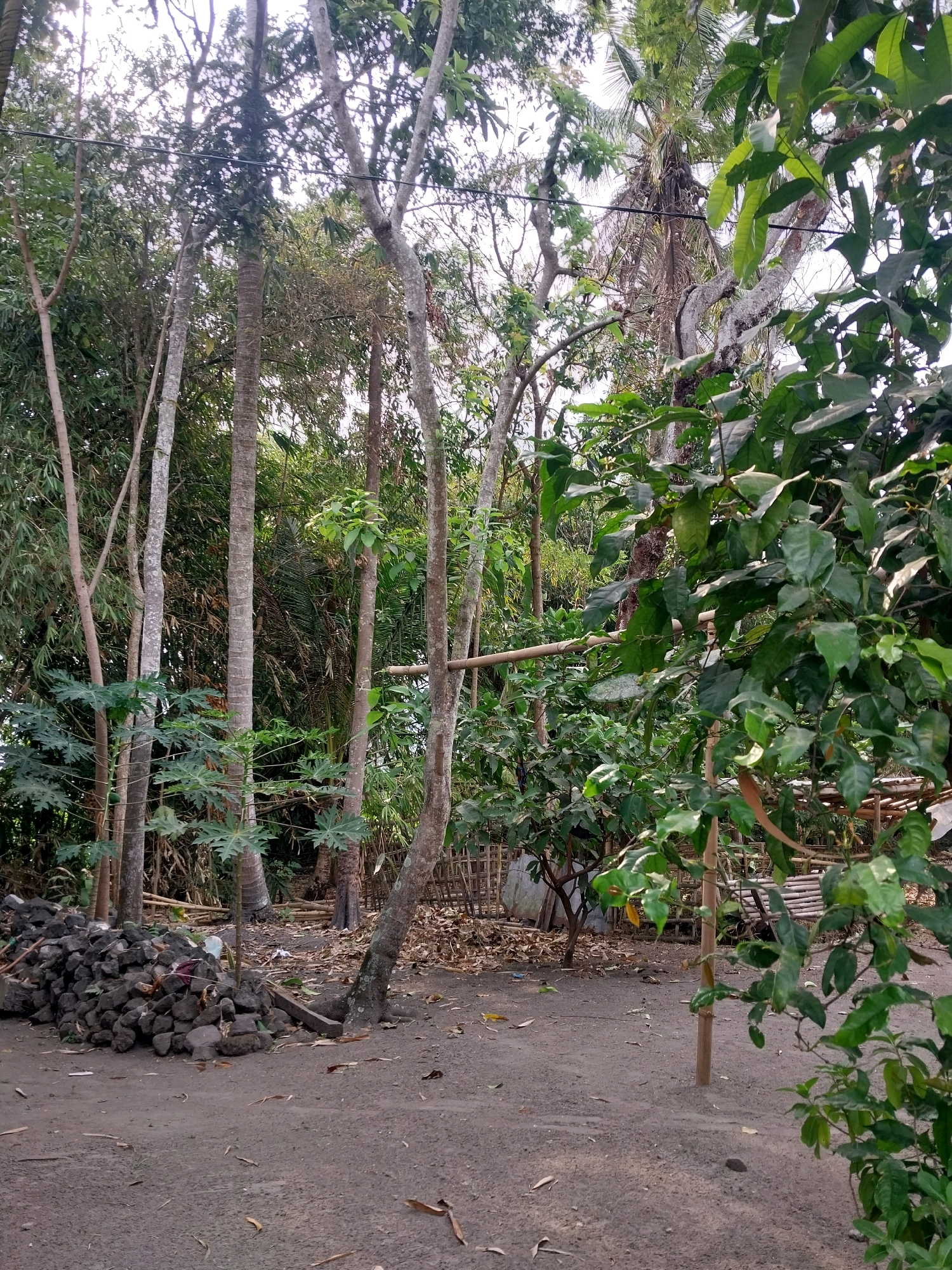 The image depicts an outdoor scene in Tijayan, Indonesia. In the foreground, a pile of dark grey stones is situated on the dirt ground, with a small green plant growing to the right of it. Further back, several tall trees with greyish-brown trunks dominate the landscape, interspersed with dense green foliage. Some of these trees have a rough, textured bark. A wooden structure, possibly a fence or part of a building, is visible in the middle ground to the right, constructed from woven bamboo or similar material. The ground is composed of dark brown soil with scattered dry leaves. The overall impression is of a rural or natural setting with a mix of vegetation and man-made elements.