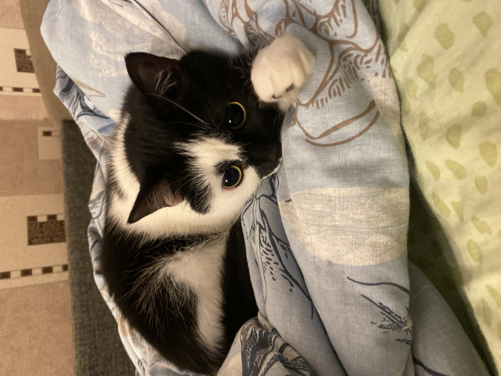 A black and white cat is lying on a light blue blanket with a brown and white pattern. The cat is facing the camera, with its head resting on the blanket and its paws tucked underneath. Its eyes are open and looking at the camera. The background is blurred and appears to be a wall with some decorative tiles. The image is taken indoors, likely in a residential setting in Protvino, Russia.