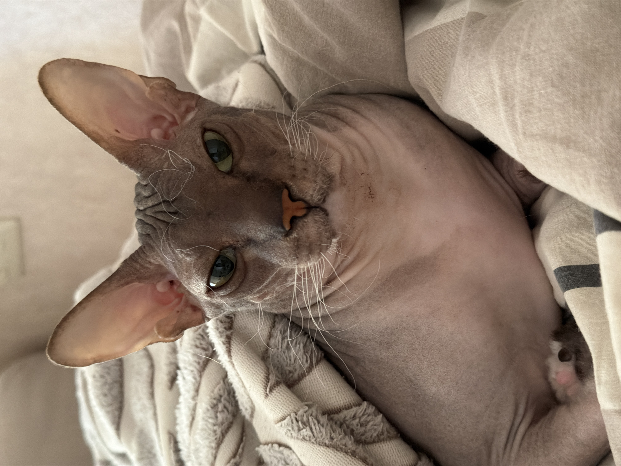 A Sphynx cat is resting on a bed covered with blankets. The cat is facing the camera and has green eyes. The background is out of focus, suggesting the image was taken indoors. There is no information about the city of Izhevsk, Russia.