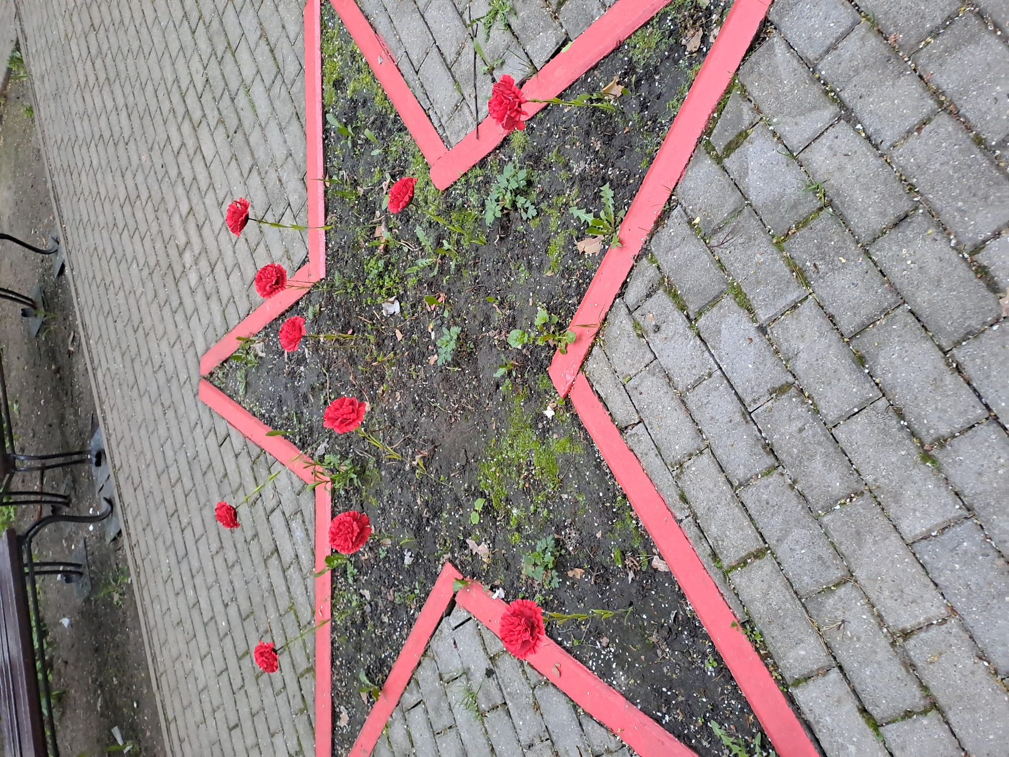 A ground-level, eye-level shot displays a five-pointed star outlined in red, filled with dirt and sparse vegetation, and punctuated with red flowers. The star design is set into a gray brick-paved area, with some bricks showing signs of moss or plant growth. A bench with dark legs and a brown seat is visible at the left edge of the frame. The image might be located in a park or public space in Noginsk, Russia.