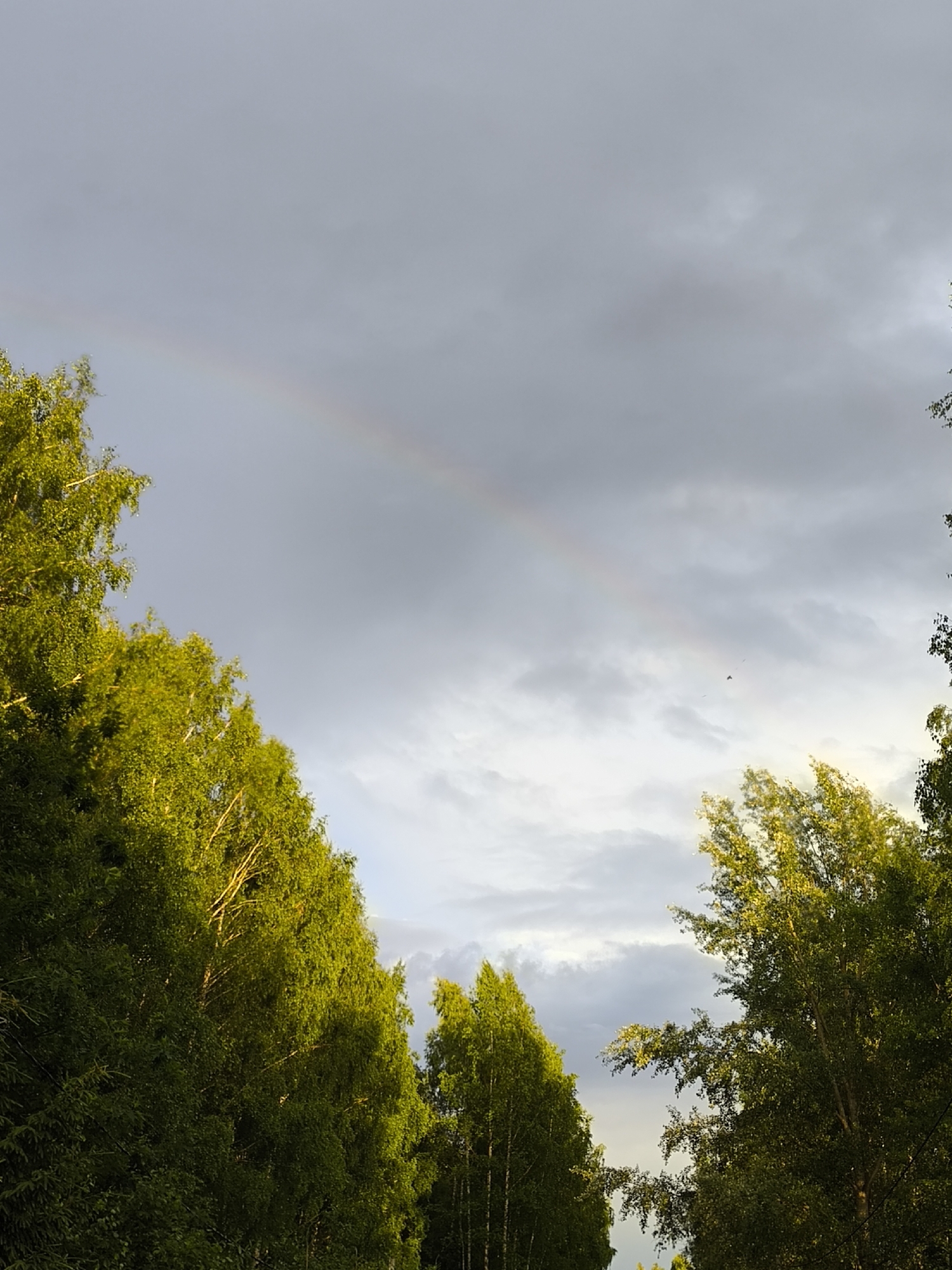 The image depicts a natural scene with a sky and trees. A faint rainbow is visible arching across the cloudy sky. The foreground is dominated by the lush green foliage of trees on both sides, with sunlight illuminating the leaves on the left side. The sky is a mix of grey clouds and patches of lighter sky. No people or structures are present in the scene. The location is described as Unknown, Unknown, suggesting it is not a recognizable urban or geographical area.