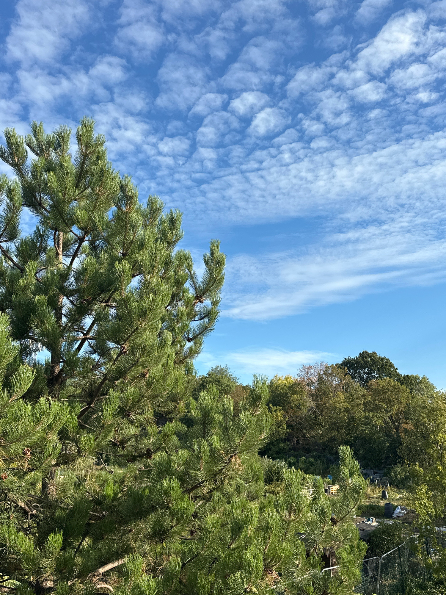 A pine tree dominates the foreground of this outdoor, low-angle shot, its green needles and branches reaching upwards towards a bright blue sky dotted with small, puffy white clouds. Behind the pine, a dense line of mixed deciduous trees with various shades of green, yellow, and brown foliage forms a backdrop. The sky takes up a significant portion of the upper half of the frame, with the clouds appearing more scattered towards the horizon.
The lower portion of the image reveals a glimpse of a green space, possibly an allotment or garden, with several objects scattered about. These include what appear to be water barrels, a wooden pallet, some gardening equipment, and piles of materials. A chain-link fence runs along the bottom right edge of the frame, suggesting a boundary to the area. The scene appears to be bathed in natural daylight, indicating it was taken during the day. There are no people visible in the image. The location is described as an allotment within the city of London, United Kingdom.