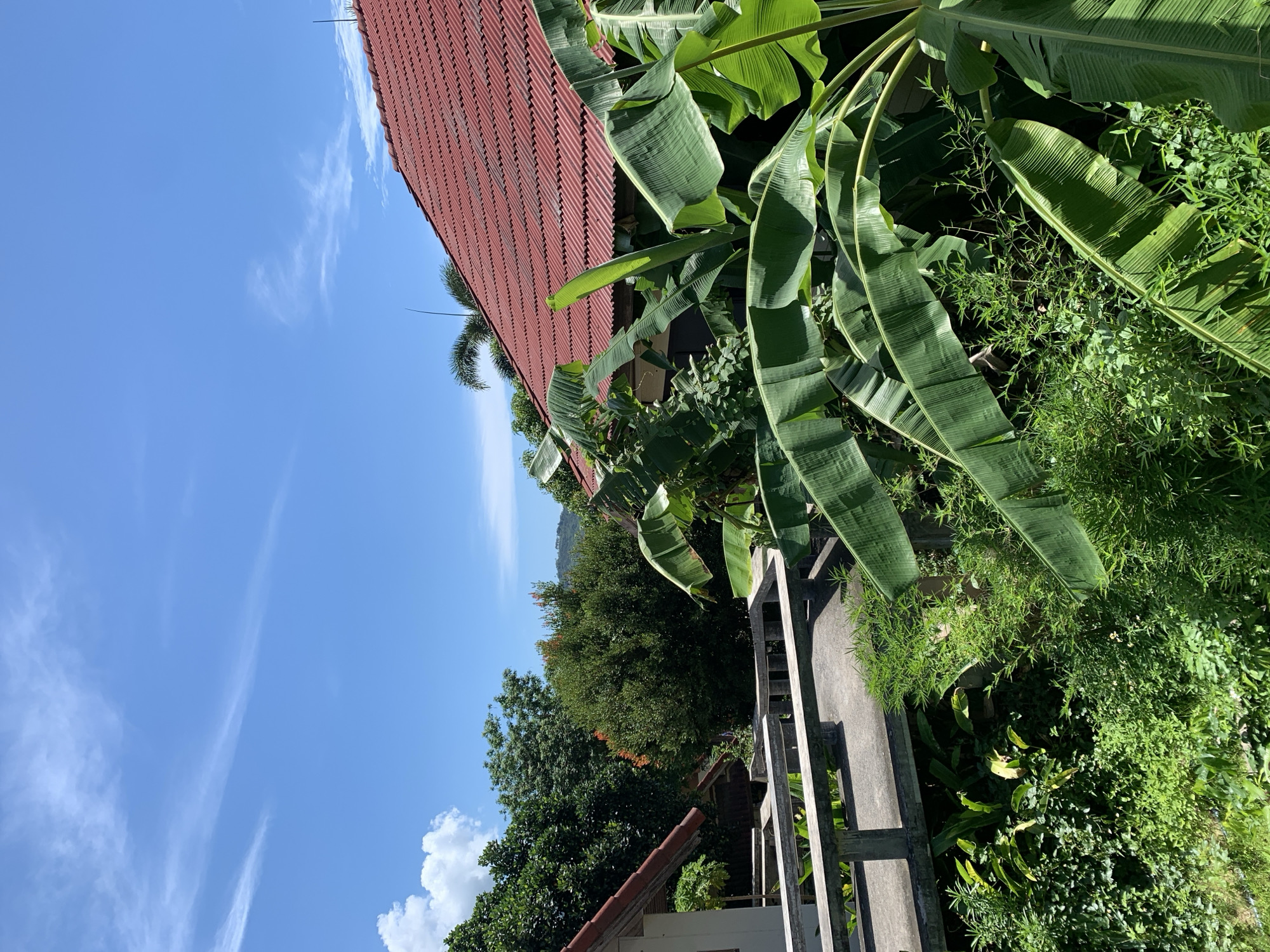 The image captures a sunny outdoor scene in Baan Bang Rak, Thailand. The foreground is dominated by lush green foliage, including large banana leaves that partially obscure the view. A concrete walkway with a low railing curves through the scene, suggesting a pathway or elevated area. Beyond the foliage, a building with a red tiled roof is visible, typical of the architecture in the region. In the background, more dense green trees and vegetation can be seen, with a hint of hills in the distance. The sky is a vibrant blue with scattered white clouds, indicative of clear weather. No people are present in the image, and the focus is on the natural environment and the structure.