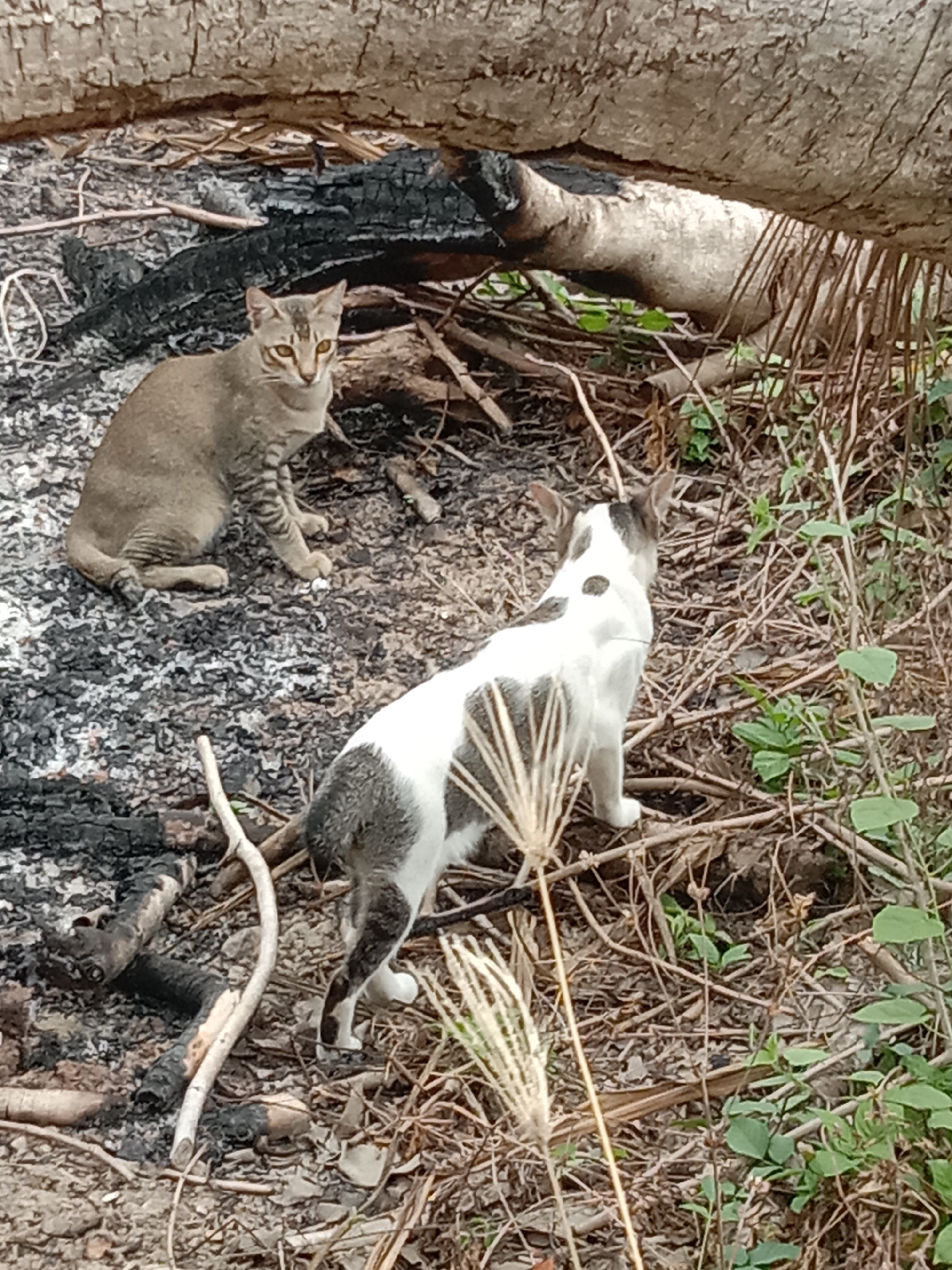 Two cats are the main subjects. One cat is gray-brown with tabby stripes and yellow eyes, sitting on an area of charred ground with remnants of burned wood. The other cat, white with gray patches, stands amidst dried leaves and twigs, facing away from the viewer towards some green foliage. A partially visible fallen tree trunk is in the background. The location is likely near a wooded or grassy area in Lhokseumawe, Indonesia, as suggested by the environment.