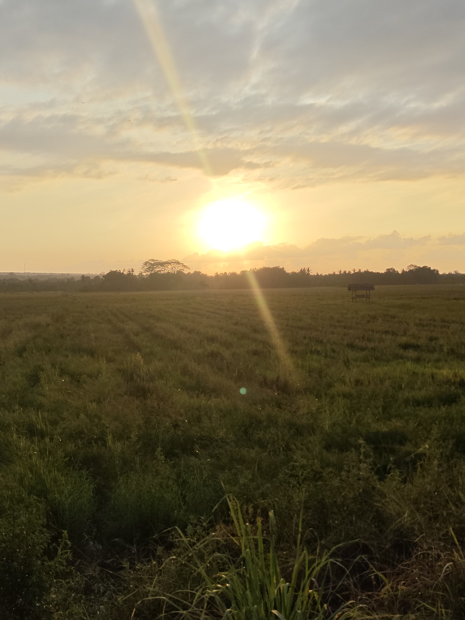 The image depicts a panoramic view of a rural landscape at sunset, likely in or around Dayahmeunara, Indonesia. The sun, a bright white orb, is positioned centrally in the sky, casting a warm, golden light across the scene and creating prominent sunbeams. The sky is filled with scattered clouds, tinged with yellow and orange hues from the setting sun.
In the foreground, a field of green crops, possibly rice paddies given the location, stretches towards the horizon. The crops appear to be planted in neat rows, and the overall impression is one of lush vegetation. Tall grasses and other foliage are visible at the very bottom of the frame.
In the middle ground, the field continues, with a small, simple hut or shelter visible in the distance, offering a solitary focal point amidst the vastness of the field. A line of trees and foliage forms a dark silhouette against the bright sky along the horizon. The distant landscape is hazy, characteristic of a warm climate and the low angle of the sun.
The overall atmosphere is tranquil and serene, evoking a sense of rural peace and the natural beauty of a sunset in a tropical environment. There are no people or animals visible in the image. The image is a vertical composition, emphasizing the height of the sky and the expanse of the landscape.