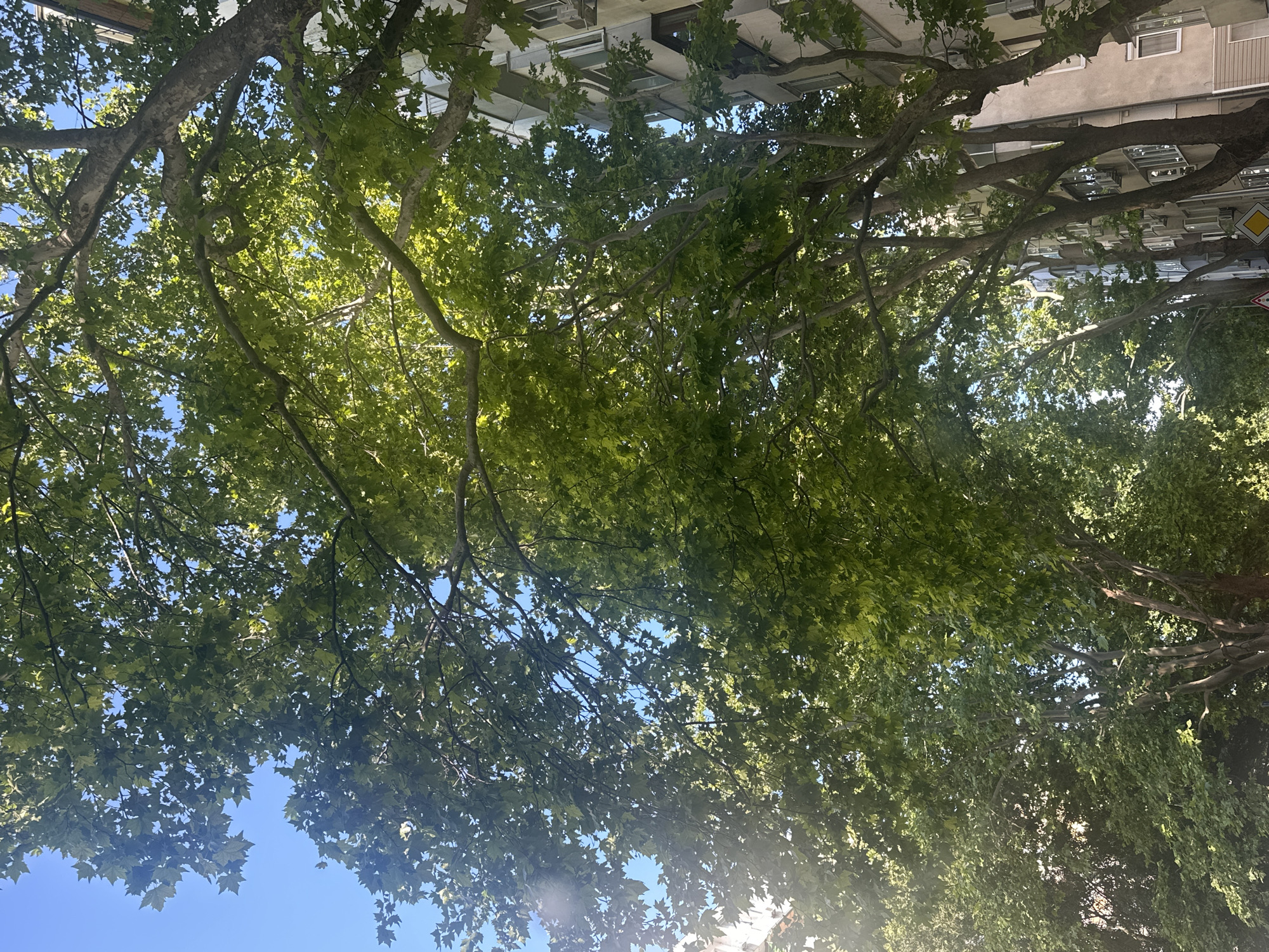 In an urban environment, the camera looks up through the canopy of mature trees, whose branches form a dense, leafy ceiling against a clear blue sky. The sunlight filters through the vibrant green foliage, creating dappled patterns and highlighting the intricate network of branches. To the right of the frame, a multi-story building with light-colored walls and numerous windows is partially visible, suggesting a residential or commercial area. The presence of trees lining the street indicates a well-established urban landscape, likely a parkway or a street with significant tree planting. The overall impression is one of a sun-drenched, leafy urban setting, where nature and architecture coexist.