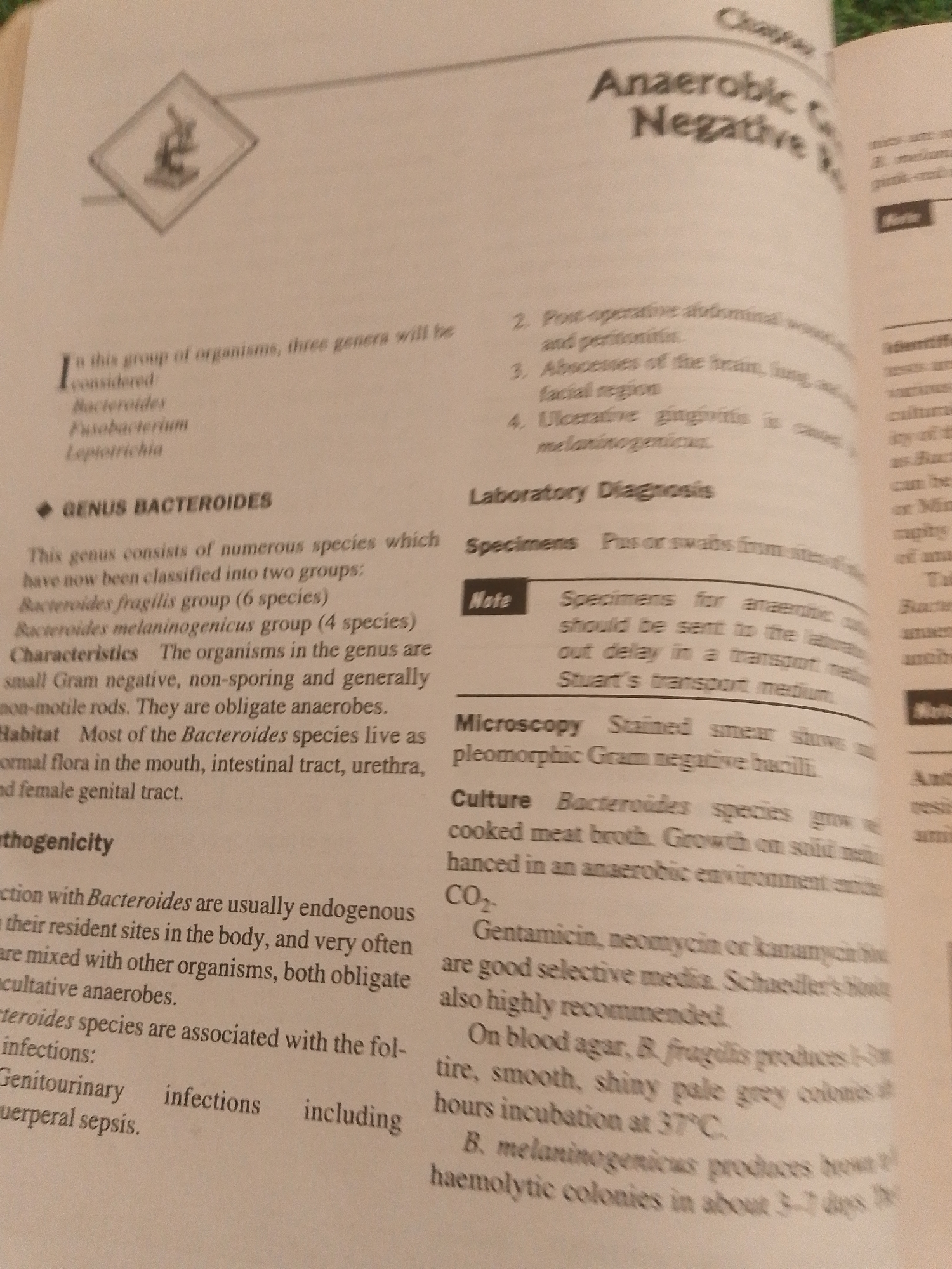 The image is a close-up of an open book, likely a textbook or medical reference, displaying text and a small illustration. The book appears to be printed on cream-colored paper. The text discusses "Anaerobic Negative" bacteria, specifically the "Genus Bacteroides." It details their characteristics, habitat, pathogenicity, and laboratory diagnosis, including microscopy and culture.
The illustration in the upper left corner is a small, square graphic depicting a microscope inside a diamond shape, suggesting a scientific or biological context.
Visible text includes headings like "Chapter," "Anaerobic Negative," "GENUS BACTEROIDES," "Laboratory Diagnosis," "Specimens," "Note," "Microscopy," and "Culture." Specific bacteria names like "Bacteroides," "Fusobacterium," "Leptotrichia," "Bacteroides fragilis," and "Bacteroides melaninogenicus" are mentioned, along with medical terms such as "abscesses," "gingivitis," "urethra," "sepsis," and "antibiotics."
The lighting suggests an indoor setting, possibly a library or study, with the light source illuminating the pages. There are no people or a specific scene depicted beyond the book itself. The overall mood conveyed is informative and academic.
The provided location context of Jauro Yinu, Nigeria, is not directly inferable from the visual content of the image itself, which solely focuses on the book's pages.