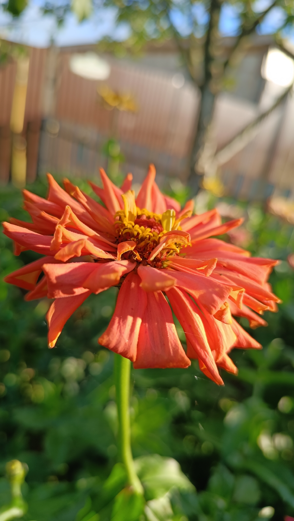 A close-up, low-angle shot captures an orange zinnia flower in bloom, its petals fanned out against a blurred background. The flower's center is a vibrant yellow-orange, with delicate, thread-like structures. The petals are a rich orange, with hints of red and yellow, and appear slightly wilted in places. The stem is green and slender. The background is a soft blur of green foliage, a brown wooden fence, and a hint of a blue sky with some foliage. The lighting suggests it is either early morning or late afternoon, with warm sunlight illuminating the flower. The zinnia is situated outdoors, likely in a garden, possibly within the city of Karsha, Russia, based on the context provided. There are no people or animals visible in the image.
