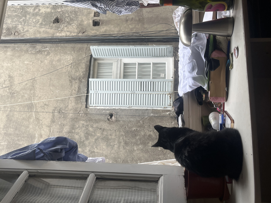 The image depicts an interior view from an open window looking into an urban lightwell or patio. In the immediate foreground, to the left, is an open white-framed window with a sheer white curtain. A black cat is seated with its back to the viewer on a white windowsill or desk, looking out. The surface below the cat is cluttered with various items, including a folded white garment, a pink bag, small bottles, a metallic mushroom-shaped table lamp, and a green bottle with a label on the far right.
Beyond the window, an aged, textured concrete or stucco wall of an adjacent structure is visible. This wall shows signs of wear, including cracks and several small, dark holes. Centrally on this wall is a window with light blue louvered shutters, which are open. Behind the shutters, a white-framed window with sheer white curtains is visible. Numerous black utility wires run vertically and diagonally across the exterior wall, particularly prominent to the right of the external window. Laundry, including a blue shirt and white fabric, hangs drying from lines or fixtures above and to the sides of the external window. The scene is illuminated by indirect daylight.
The architectural features, including the lightwell view, louvered shutters (persianas), and aged urban building materials, are characteristic of older residential properties found throughout the city of Buenos Aires, Argentina.