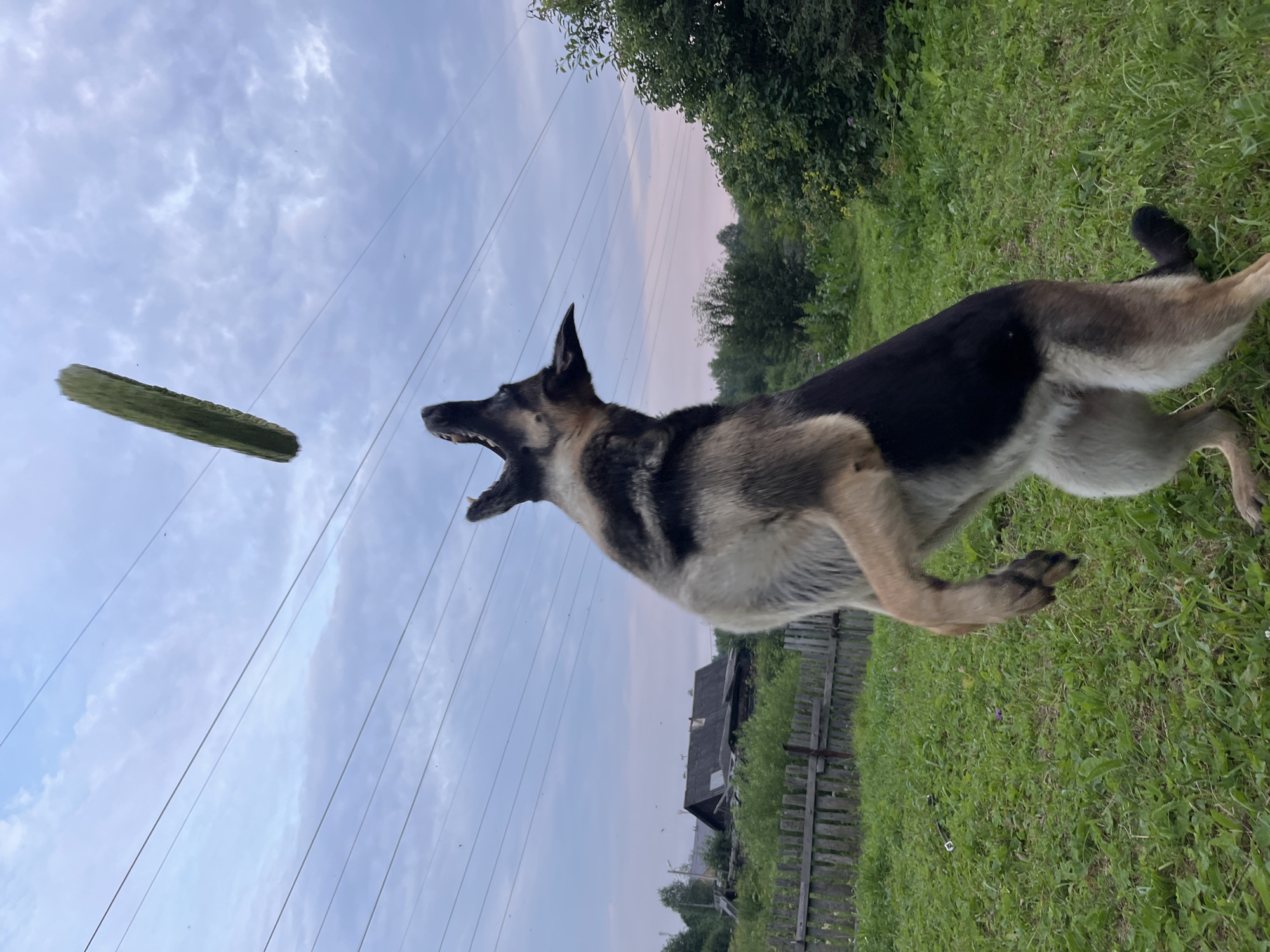 In an outdoor scene, a German Shepherd dog is captured mid-air, leaping to catch a green object, possibly a toy or food item, which is suspended above its head. The dog is positioned in the foreground, with its hind legs extended and its mouth open, indicating an active attempt to catch the object. The background reveals a rural setting with a wooden fence, rustic buildings, and lush green vegetation under a dusky sky. The presence of power lines crisscrossing the sky suggests a connection to civilization, even within this seemingly remote environment. The image appears to be taken in the city of Nizhny Tagil, Russia, during the late afternoon or early evening, given the soft, diffused light and the twilight hues in the sky.