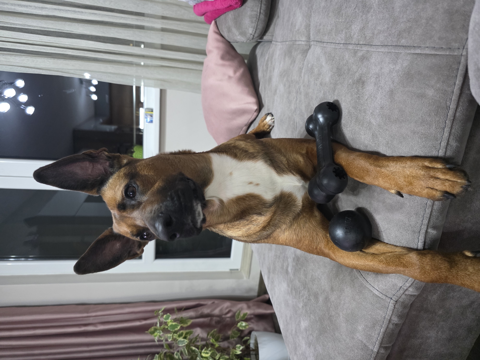 An indoor residential scene in Stara Zagora, Bulgaria, features a medium-sized dog with a tan and white coat, black snout, and erect ears, lying on a gray upholstered sofa. The dog is positioned centrally, looking towards the left. Two black rubber dog toys, one spherical (KONG-brand) and one bone-shaped (KONG-brand), rest on the sofa near its front paws. To the left of the dog, a potted plant with variegated green and white leaves is visible in a white pot on the floor, with a light reddish-brown curtain behind it. A white-framed window is present in the background, revealing a dark exterior reflecting interior lights, and partially covered by a sheer, light-colored curtain on the right. A pink pillow and a stack of folded textiles, including a bright pink one, are also visible on the sofa to the right and behind the dog. The lighting suggests an interior setting, likely evening or night.