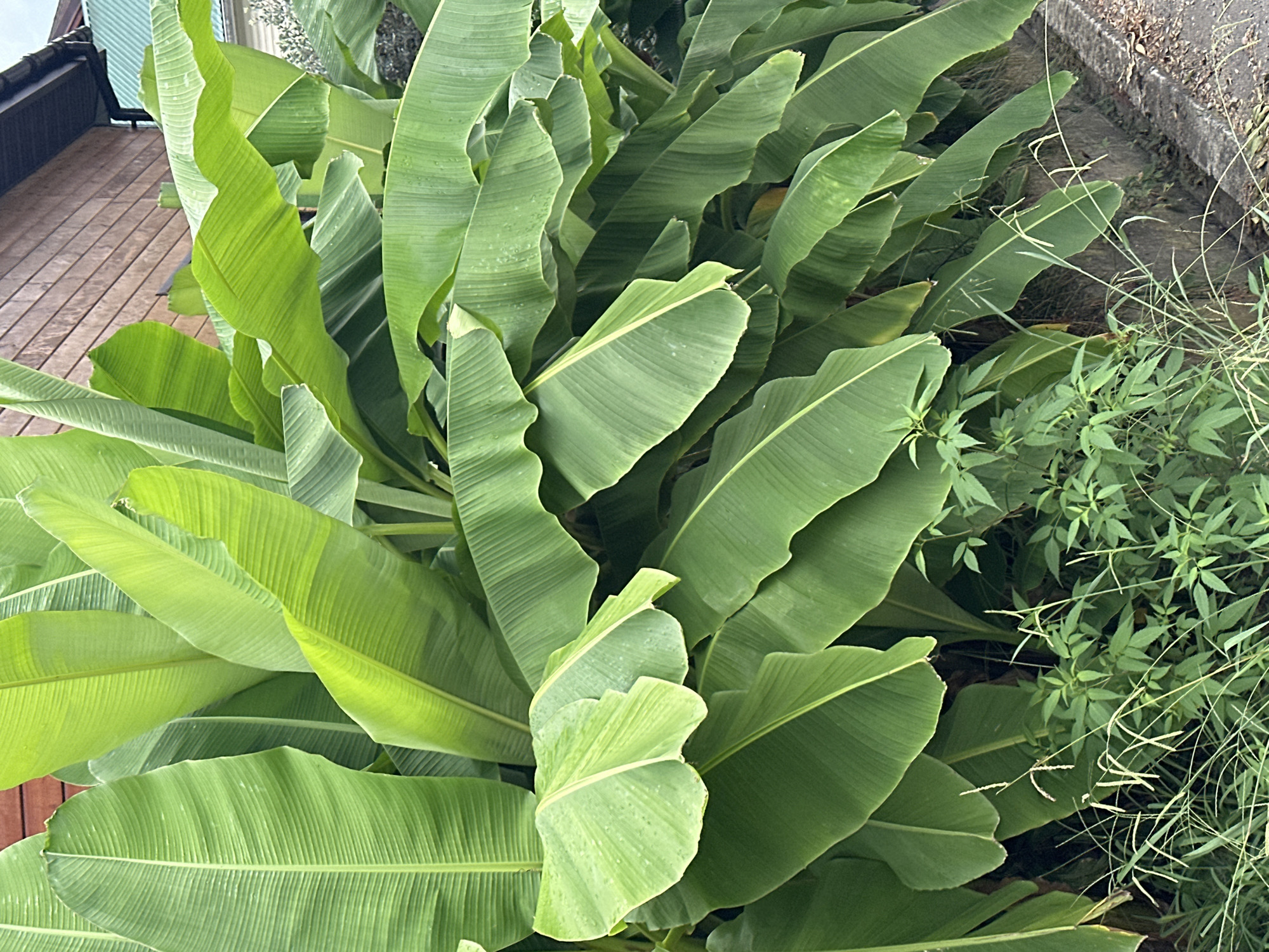 This image depicts a dense cluster of large, green banana leaves in Sochi, Russia. The leaves are broad and have prominent parallel veins, with some appearing slightly curled or crinkled. The plant is lush and appears to be growing outdoors, likely in a tropical or subtropical climate. In the background, a portion of a wooden building is visible, with horizontal wooden planks. The leaves are so dense that they obscure most of the background, creating a wall of green foliage. At the bottom of the frame, smaller green plants and blades of grass are visible, with a concrete border and a rough surface that may be a sidewalk or path. There are no people or animals visible in the image. The lighting suggests it is daytime, with some overcast conditions due to the diffused light.