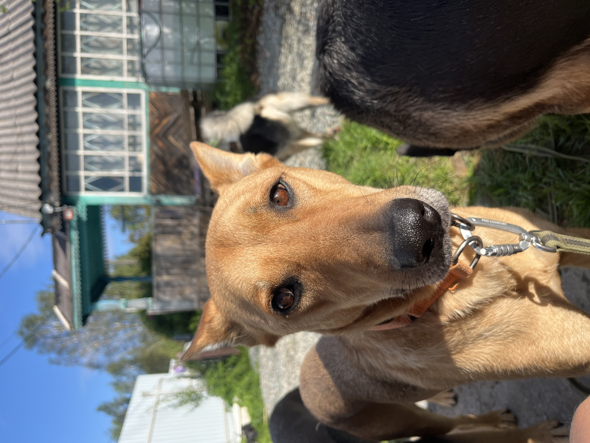 The image captures a close-up perspective of a medium-sized, tan-colored dog. The dog is facing the camera, its head filling a significant portion of the frame. Its eyes are dark and alert, and its ears are erect and pointed. A black nose is prominent, and the dog is wearing an orange collar with a metal clasp and leash attachment.
In the background, partially blurred, are other dogs and a rustic wooden building with a corrugated roof and distinctive green trim around the windows and porch. The environment appears to be an outdoor, possibly rural or suburban setting, with grass and gravel visible. The sky above is clear and blue.
The overall impression is an informal, candid shot of dogs in what seems to be a yard or kennel area. The lighting suggests it is daytime, with sunlight illuminating the scene. No specific landmarks are identifiable that would pinpoint a location within Nizhny Tagil, Russia, but the architecture of the building hints at a Russian countryside or dacha-style environment.