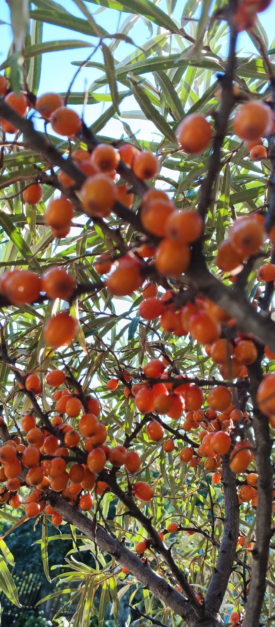The image displays a close-up, low-angle view of a sea buckthorn bush laden with ripe, orange berries. The berries are clustered on thin branches amidst long, silvery-green leaves. The sunlight filters through the leaves and berries, creating highlights and shadows. The background is a soft blur of green foliage and a bright blue sky. The overall impression is one of abundance and natural beauty. This image was taken in Smila, Ukraine.