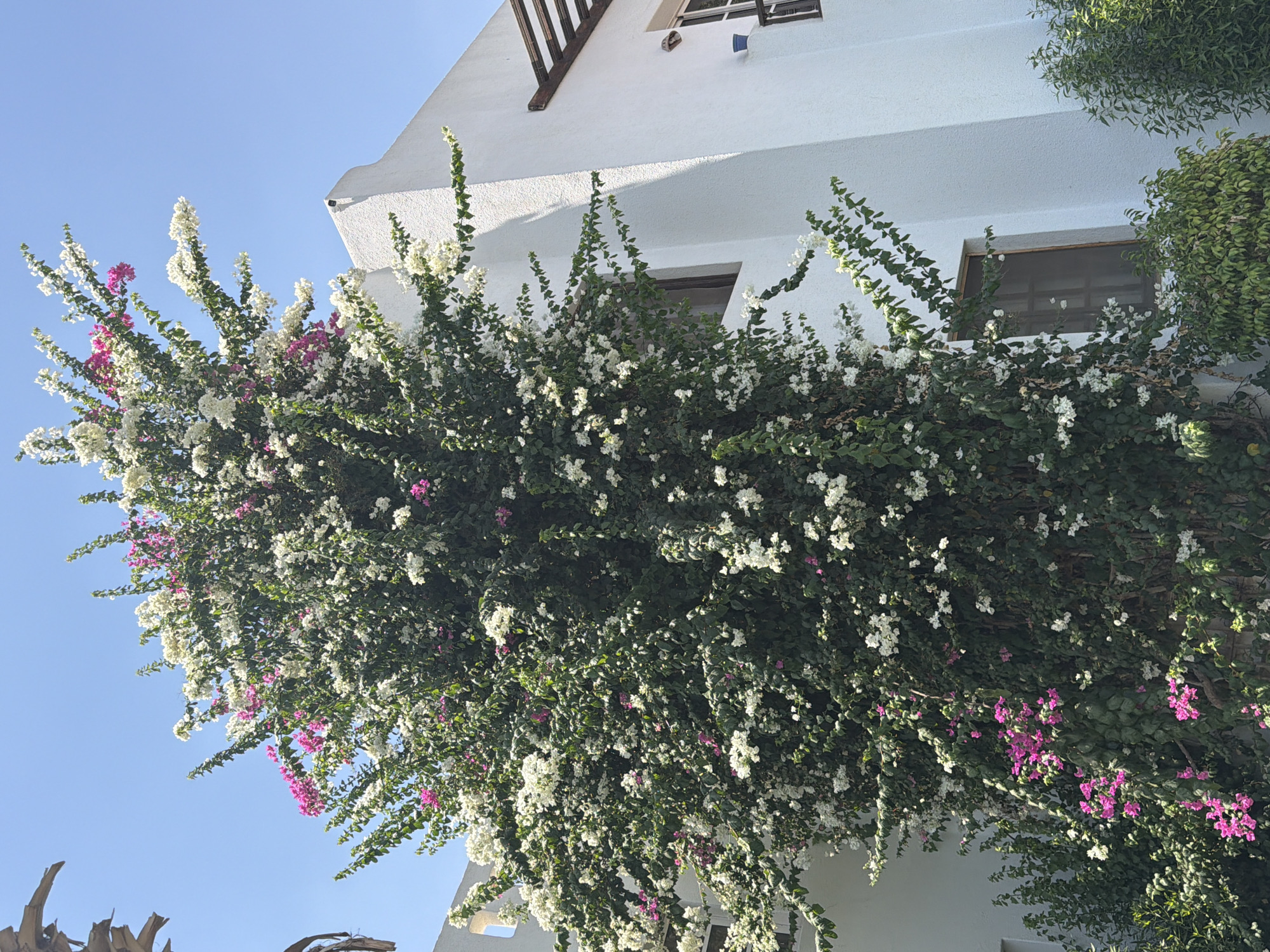 A large bougainvillea plant with white and pink flowers is climbing up the side of a white building. The building has a tiled roof structure and windows. The sky is clear and blue. The image is taken from a low angle, looking up at the building and the plant. The plant is dense and full of flowers, with many green leaves. The building is modern and appears to be in a sunny location. The image is likely taken during the day, as the sun is bright and casting shadows. The bougainvillea is vibrant and healthy, suggesting a warm climate. The overall scene is picturesque and serene, evoking a sense of tranquility and natural beauty. It is difficult to determine the exact location of the building in Sharm El Sheikh without further context, but it appears to be a residential or hotel building in a tropical or Mediterranean setting.