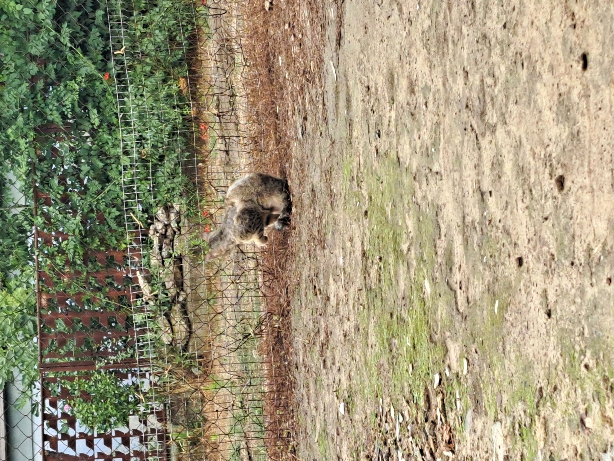 A tabby cat is viewed from behind, sitting on a dirt and mossy ground outside. The cat is facing a chain-link fence with some debris and dry leaves scattered on the ground in front of it. Behind the fence, there is a dense growth of green leafy plants with a few small red flowers visible. In the background, a white building and a section of a decorative metal fence can be seen. The scene appears to be in an outdoor yard or garden area, possibly in Vypasne, Ukraine, given the context of the prompt.