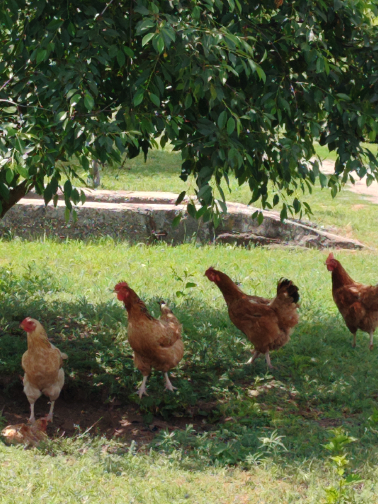 A flock of chickens is gathered under the shade of a tree in an outdoor setting. The chickens are of varying brown and tan colors. Some chickens are standing, while others are either pecking at the ground or resting. The environment consists of green grass and foliage, with a stone structure visible in the background. The lighting suggests it is daytime.