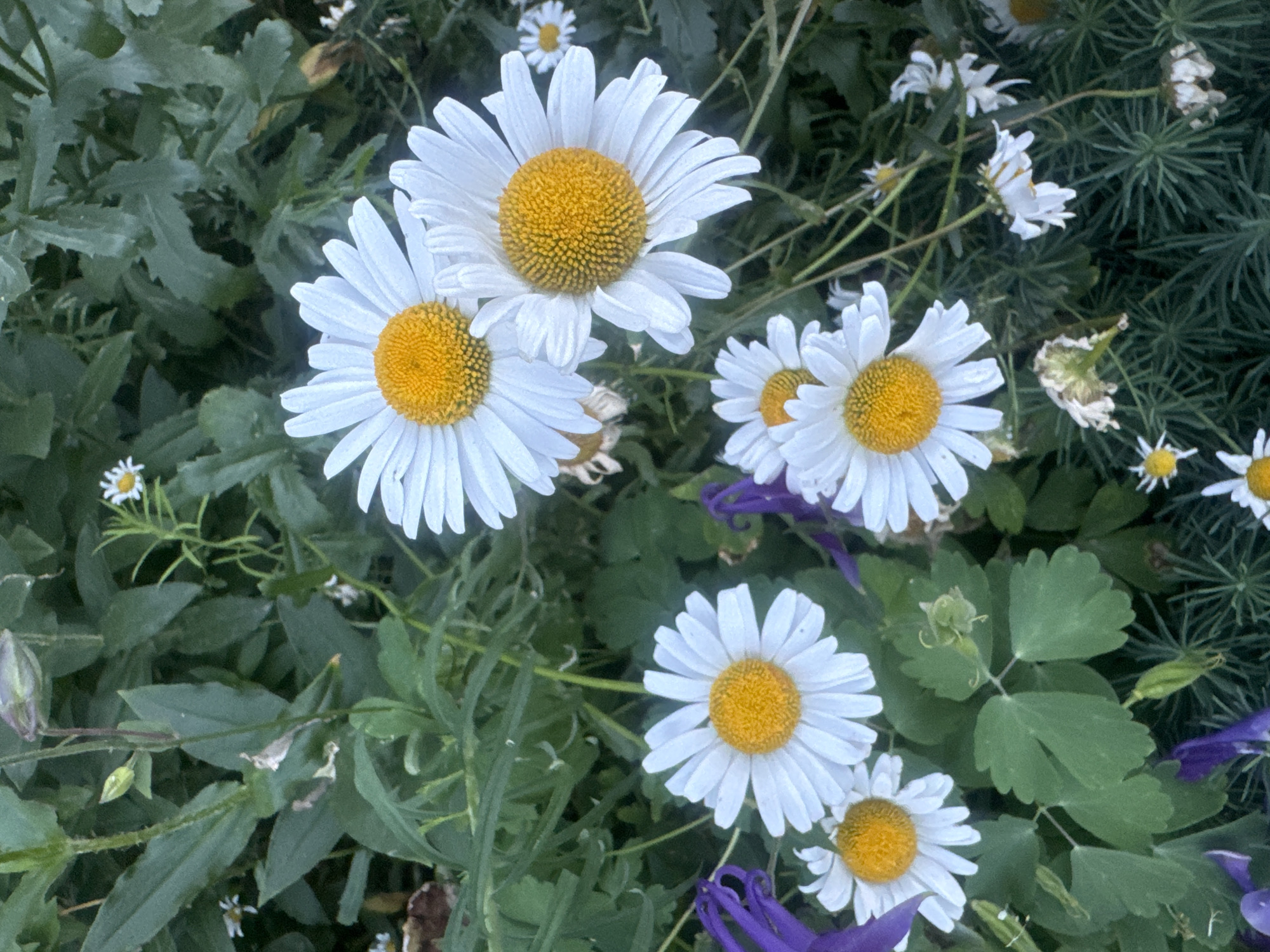 This media file is a close-up, overhead view of a cluster of white daisies with yellow centers, interspersed with green foliage and some purple flowers. The daisies are the primary subjects, with several in sharp focus and others blurred in the background. The scene is a garden or natural outdoor setting, characterized by lush greenery. There are no people or animals visible.
The image captures a still moment, likely during daylight hours given the brightness and detail. The flowers appear healthy and in bloom, suggesting a temperate season. The presence of both daisies and the purple flowers hints at a garden setting that embraces a variety of flora. Some of the daisies in the background show signs of wilting, adding a touch of natural imperfection and realism to the scene. The overall impression is one of natural beauty and tranquility. There is no visible text in the image. The location context provided is Markova, Russia, which informs the potential climate and types of flora that might be found in such a setting.