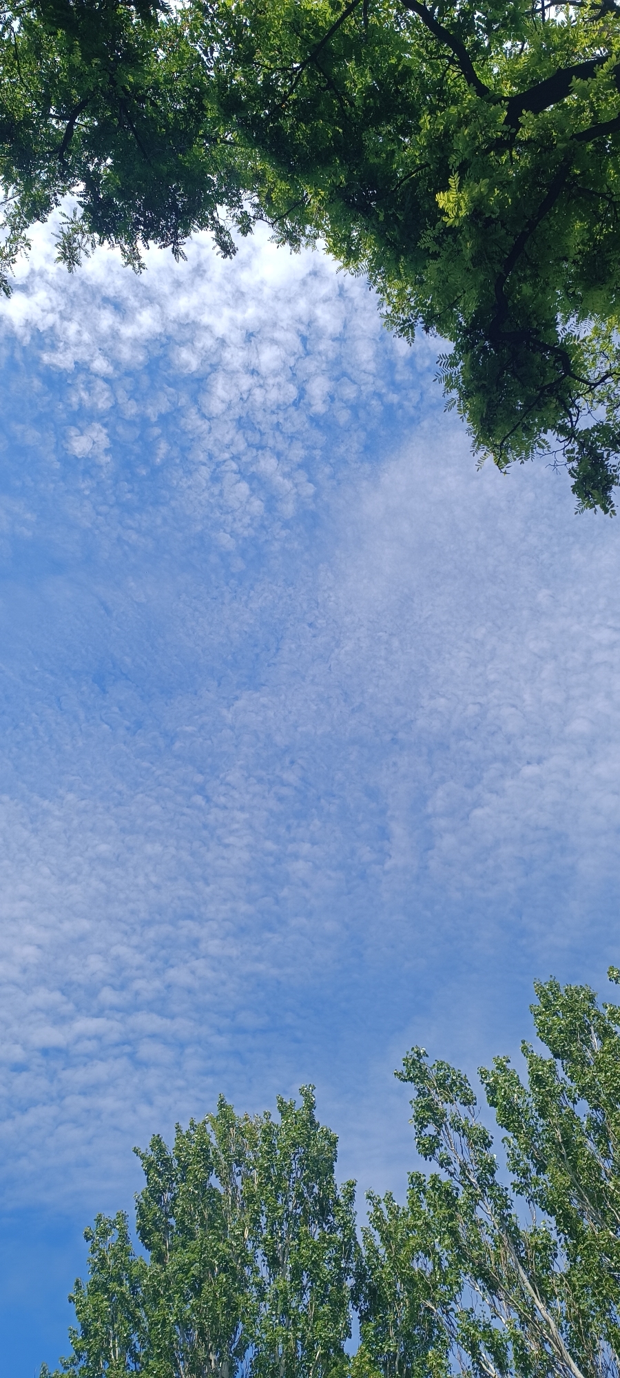 The image shows a view looking up at a bright blue sky filled with small, scattered white clouds. The tops of several tall trees with dense green foliage frame the sky from the upper left, upper right, and bottom of the image. One prominent tree canopy is visible in the upper left corner, and another is visible in the upper right. Along the bottom of the frame, a line of tall, slender trees with lush green leaves extends across the image. The overall scene depicts a natural outdoor environment, likely a park or a tree-lined street. There are no people or specific landmarks visible that would indicate a precise location within Zaporizhzhia, Ukraine.