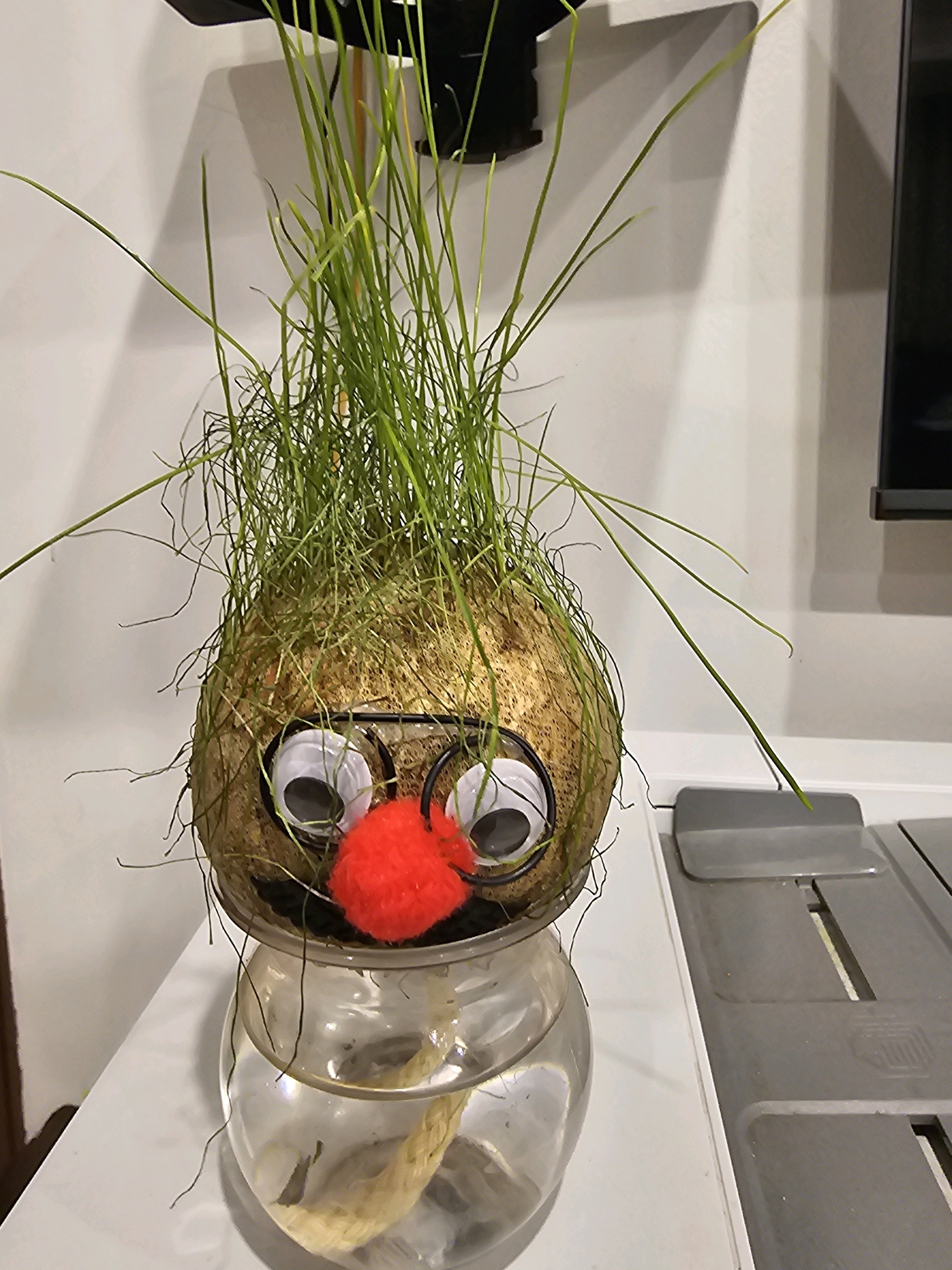 In Shuwaikh Industrial, Kuwait, a whimsical creation sits on a white surface. This creation, resembling a person's head, is made from a coconut shell. The coconut's husk is a textured brown, and it's adorned with two googly eyes and a bright red pom-pom nose. Emerging from the top of the coconut is a dense growth of green grass, giving the impression of wild, unkempt hair. The coconut structure is supported by a clear glass bowl filled with water, through which a thick, light-brown rope is visible, seemingly acting as a base or anchor for the coconut. The background shows a plain white wall, with a dark, rectangular object mounted high up, casting a shadow. To the right of the coconut creation, a portion of a gray object with horizontal slots is visible, suggesting it could be a piece of office equipment or a similar structure.