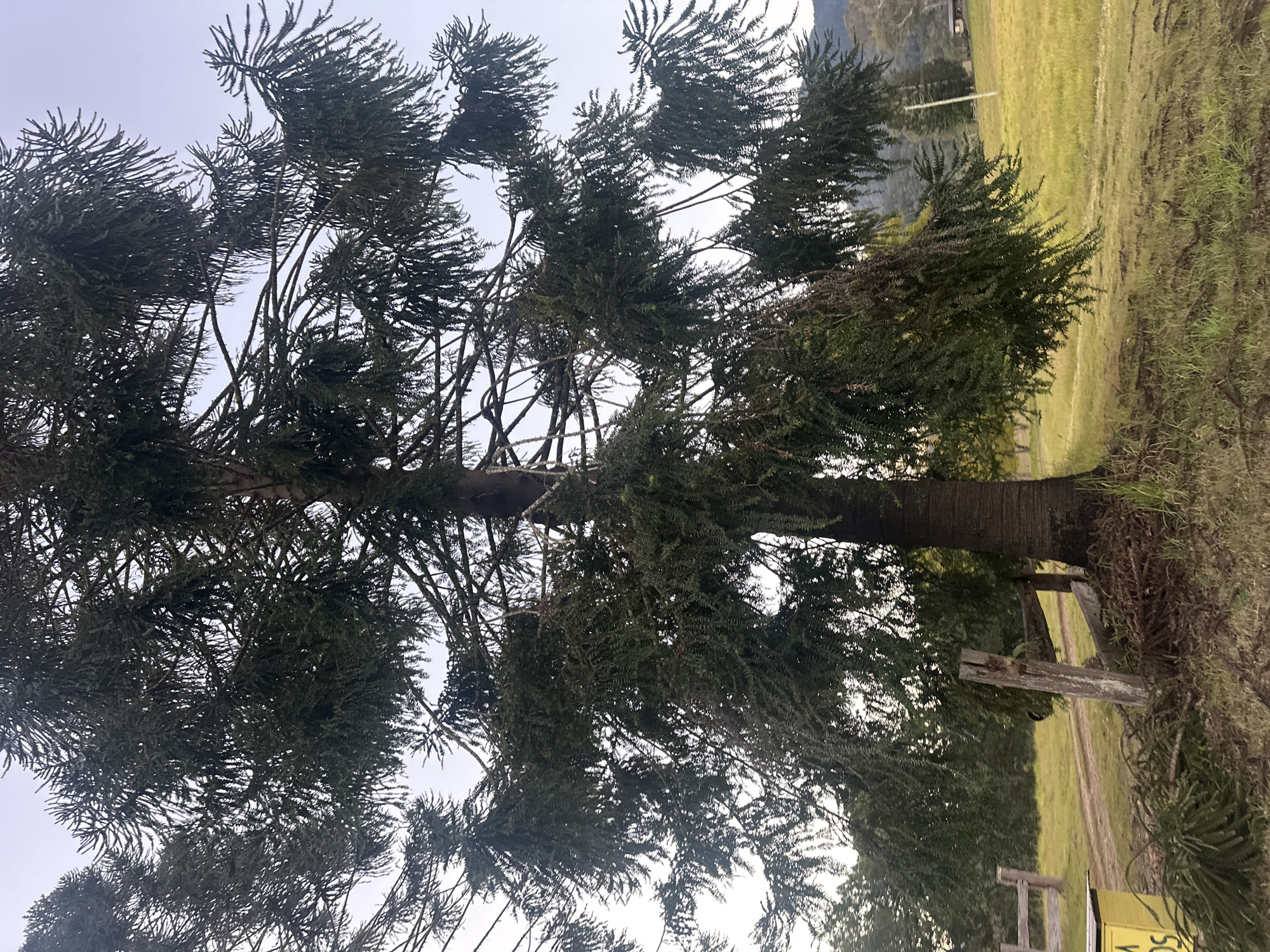 A large evergreen tree with a thick, textured trunk and branches covered in dense, dark green foliage dominates the center of the frame. The tree is positioned in a grassy, outdoor area with a clear, pale sky in the background. In the foreground, a wooden fence and debris are visible, suggesting a rural or park-like setting. The ground is covered in dry grass and some fallen branches. To the left, a portion of a yellow object with text is visible, partially obscured by vegetation. The overall scene appears to be in a natural environment, likely a rural area.