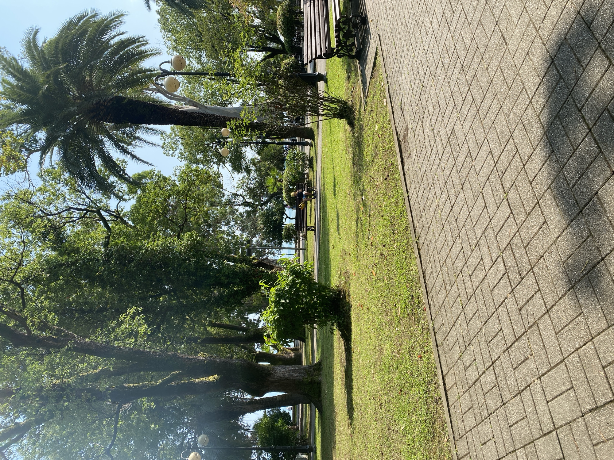 This is an eye-level outdoor, full shot of a park in Sokhumi, Abkhazia. The foreground is a brick-paved walkway that slopes slightly down and to the right. Beyond the walkway is a grassy area with scattered trees and some benches. In the midground, several mature trees with large trunks dominate the scene, including a tall palm tree on the right. A large, leafy bush is positioned in the center of the grassy area. A park bench with a yellow object on it is visible in the background, to the left, with a person sitting on it. Another park bench is visible in the far right background. The background reveals more trees and the glimmer of the sea. The sky is clear and bright blue. The overall impression is one of a tranquil, well-maintained park on a sunny day.