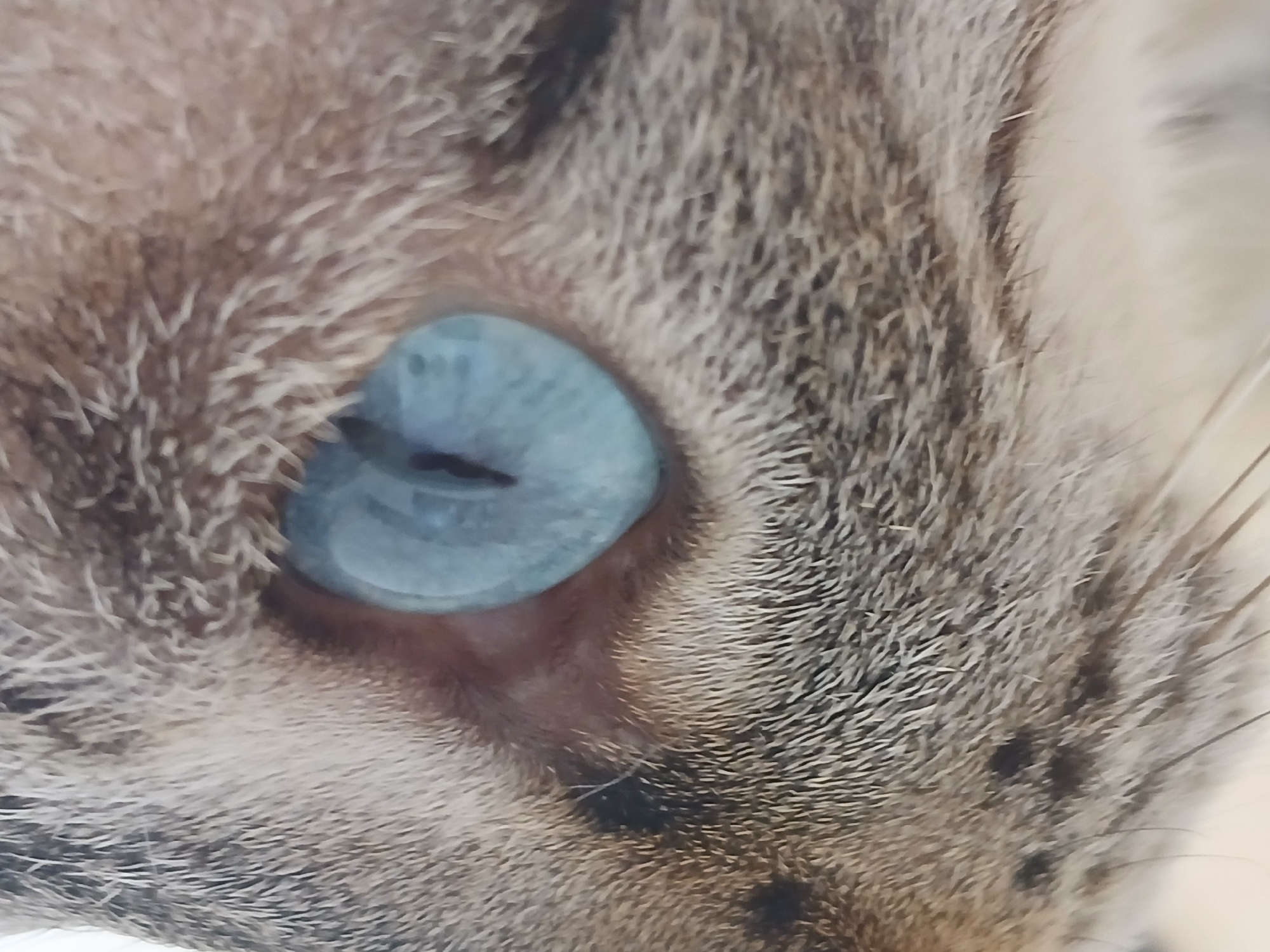 This is a macro photograph of the eye of a cat. The cat has light blue irises and a slit pupil. The fur around the eye is short and a mixture of brown, gray, and white. The image is tightly cropped, focusing solely on the eye and surrounding fur. There are no identifiable features of Ciudad Guayana, Venezuela, or any people present in this image.