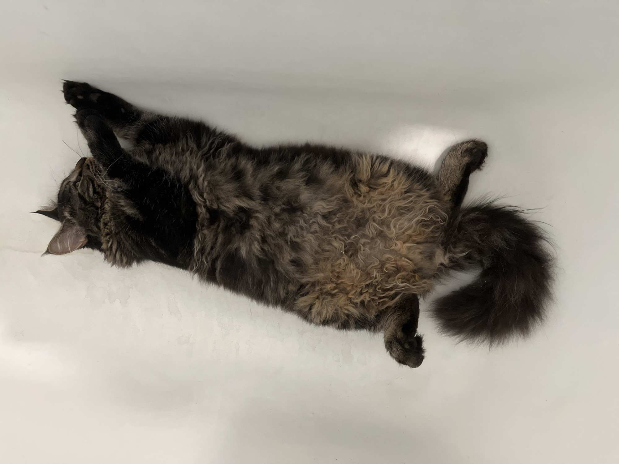 A dark-colored, fluffy cat lies on its back on a white surface, with its eyes closed. The cat's paws are extended, one reaching towards the top of the frame, and the other bent. Its belly is lighter in color and appears fluffy. The cat's tail is bushy and dark. The background is a plain white surface with some subtle staining. There is a shadow cast on the surface from the cat. The image appears to have been taken indoors. There is no indication of the cat's location in Komsomolskoye, Ukraine.