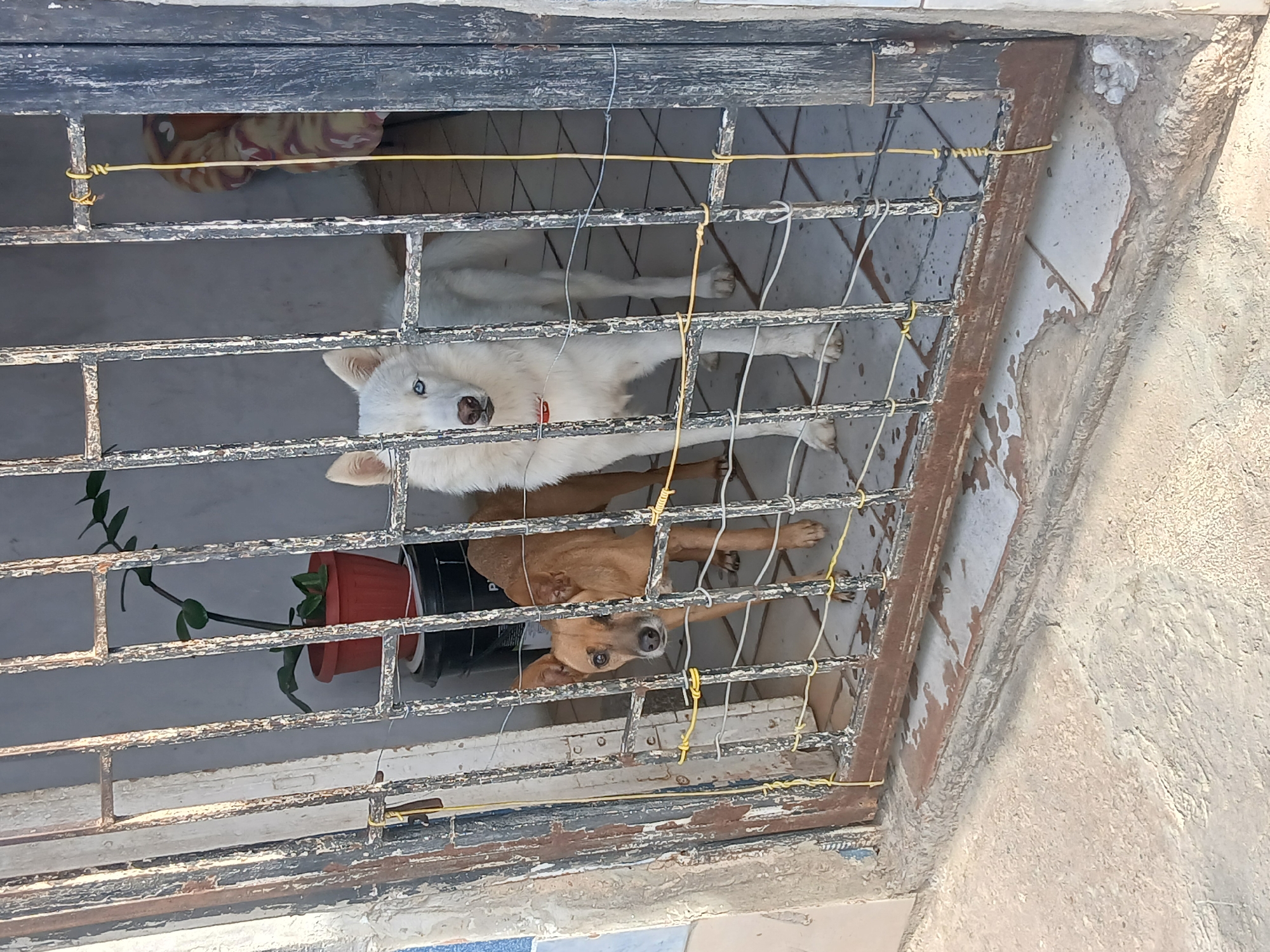 Two dogs are visible through a rusty metal grate, which appears to be a gate or a window barrier. The dog on the left is a medium-sized, light brown dog with pointed ears, looking directly at the camera. The dog on the right is a larger, white husky with striking blue eyes, also looking towards the viewer. Behind the dogs, a potted plant is visible, along with a blanket with a patterned design. The setting suggests an outdoor or semi-enclosed space, possibly a yard or a porch area. The grate is secured with yellow and silver wires. The overall condition of the grate and the surrounding wall indicates wear and tear, with peeling paint and rust. The ground in front of the grate is paved with tiles. The scene is lit by natural light, suggesting it is daytime. This image was taken in Juan Griego, Venezuela.