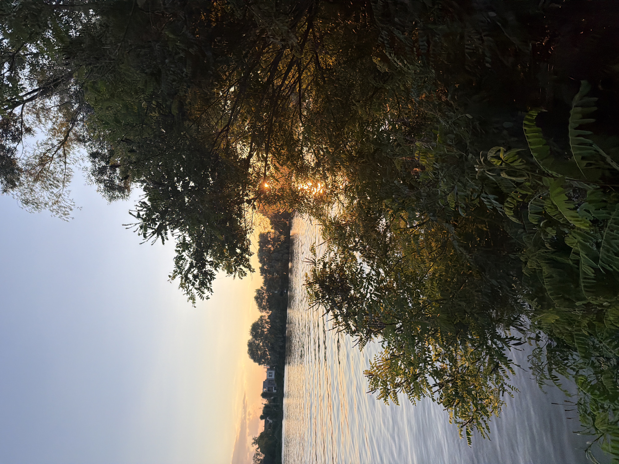 The image captures a serene sunset over a body of water, likely a river or lake, in Kyiv, Ukraine. The sun, low in the sky, casts a warm, golden glow that reflects off the rippling water, creating a shimmering effect. The scene is framed by the lush, green foliage of trees that hang over the water's edge, with some branches silhouetted against the sky.
The time of day is clearly sunset, indicated by the warm colors of the sky and the low angle of the sun. The weather appears to be clear and calm, with the water surface showing gentle ripples. The presence of trees and a body of water suggests a natural or park-like setting, typical of areas along the Dnieper River in Kyiv.
In the distance, along the far bank of the water, a line of trees forms a dense backdrop, with a few buildings peeking through the foliage, suggesting a residential area or small town. The overall mood of the image is peaceful and tranquil, evoking a sense of calm and natural beauty. There is no visible text in the image.
