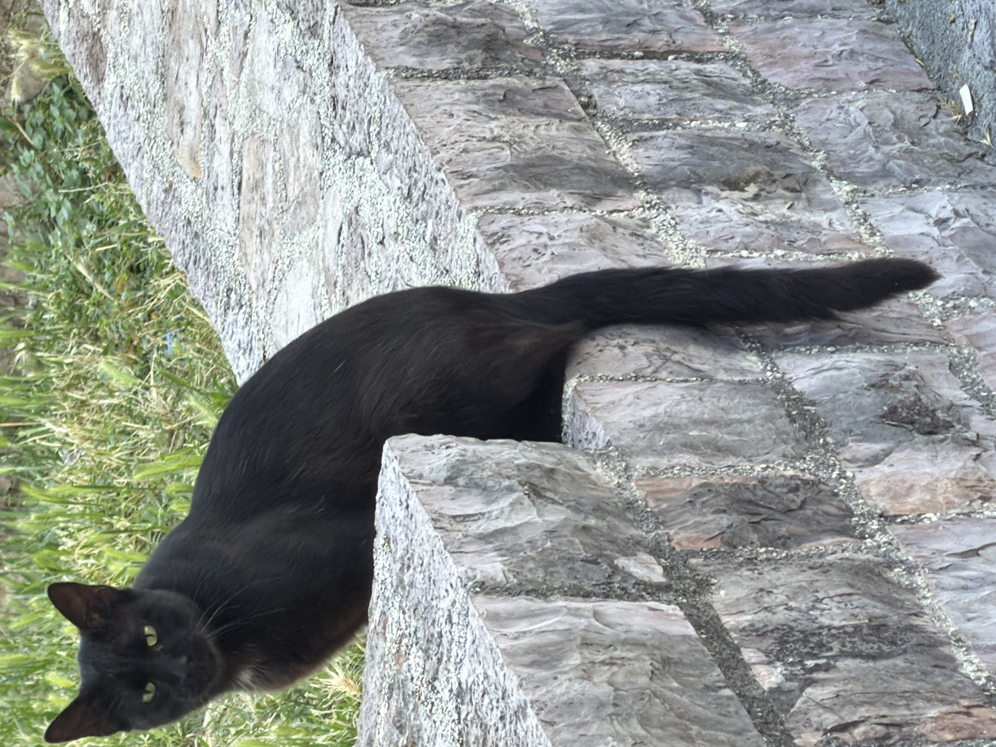 A black cat with green eyes sits on a stone wall. The cat is facing left and looking at the camera. Its tail hangs down the side of the wall. The wall is made of rough, grey stones with some moss or lichen growing on it. In the background, there is green grass. The scene appears to be outdoors.
