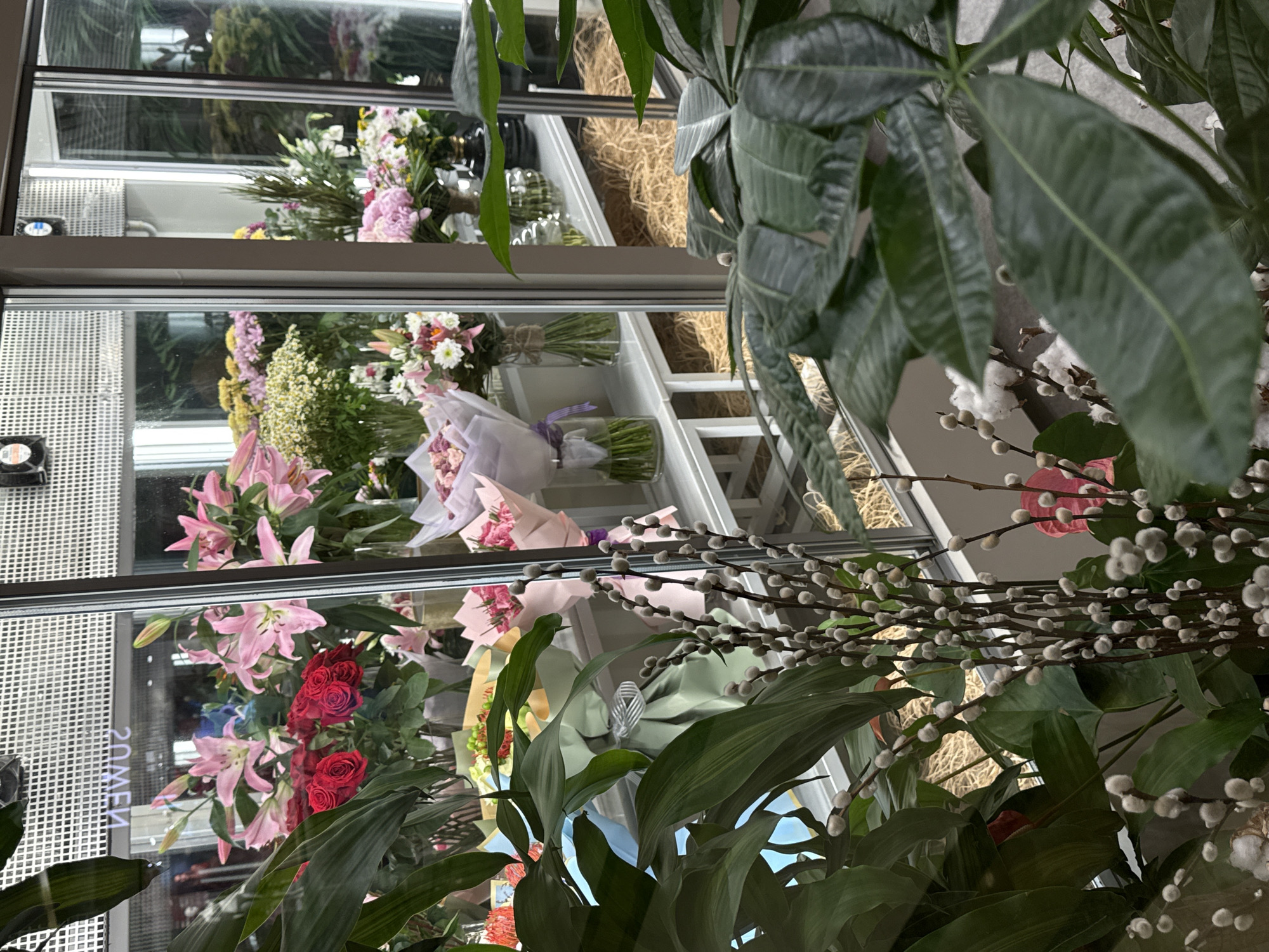 The image shows a well-lit flower shop display, likely located in Bodrum, Turkey, as suggested by the context. The foreground is dominated by lush green foliage of potted plants, with large, glossy leaves partially obscuring the view. In the mid-ground, a vibrant arrangement of flowers is visible through a large glass window. Pink lilies and red roses are prominent, presented in bouquets wrapped in various colored papers, including pink, purple, and yellow. Several bouquets are displayed in clear glass vases. In the background, through the window, more flowers and floral arrangements can be seen on shelves, with some straw-like material used as decorative filler. The overall impression is one of abundance and a professional floral display.